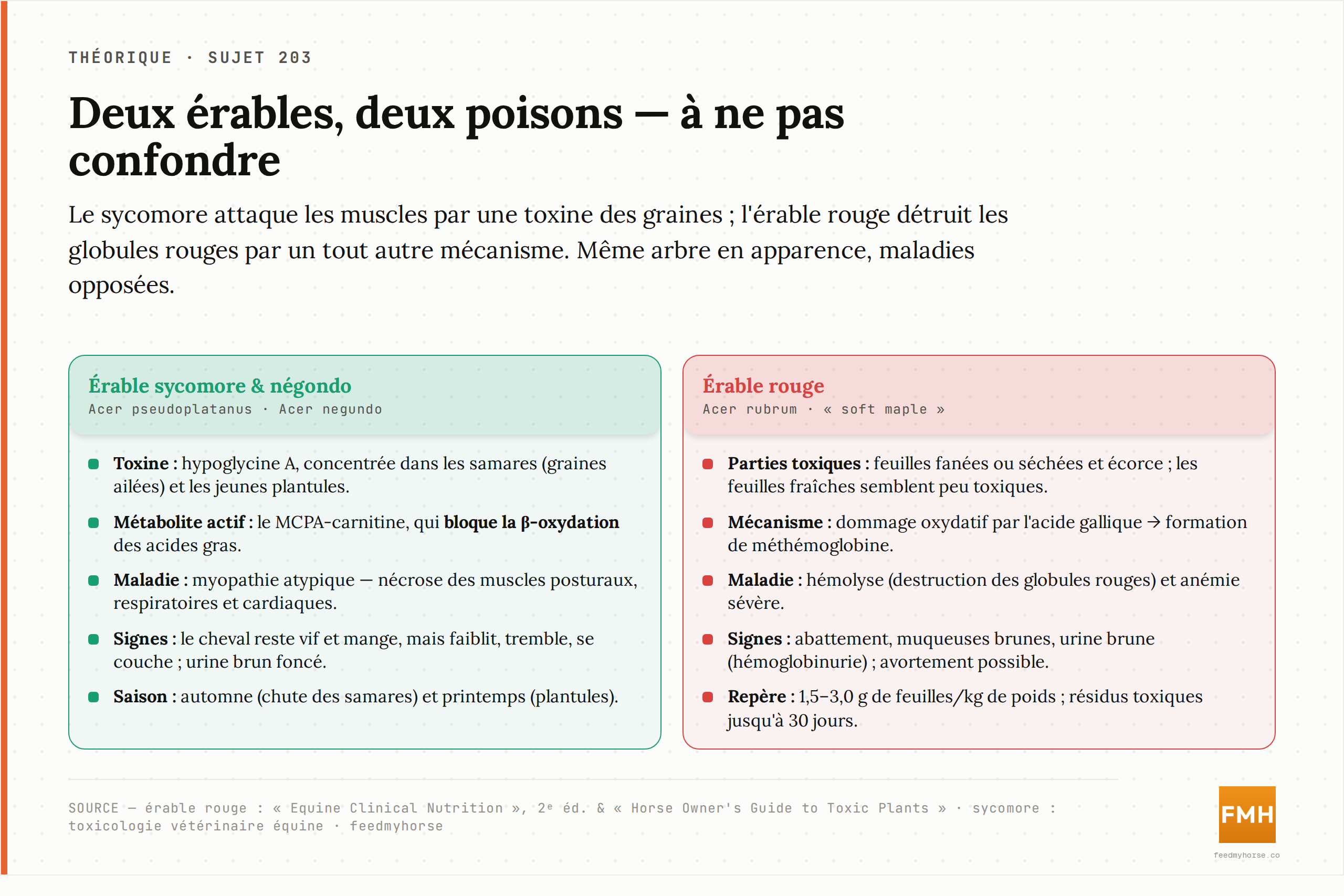 Comparaison des deux intoxications par l'érable : à gauche, l'érable sycomore et le négondo (hypoglycine A, blocage de la β-oxydation, myopathie atypique) ; à droite, l'érable rouge (acide gallique, méthémoglobine, hémolyse). Sources : « Equine Clinical Nutrition » et « Horse Owner's Guide to Toxic Plants » pour l'érable rouge ; toxicologie vétérinaire équine pour le sycomore.