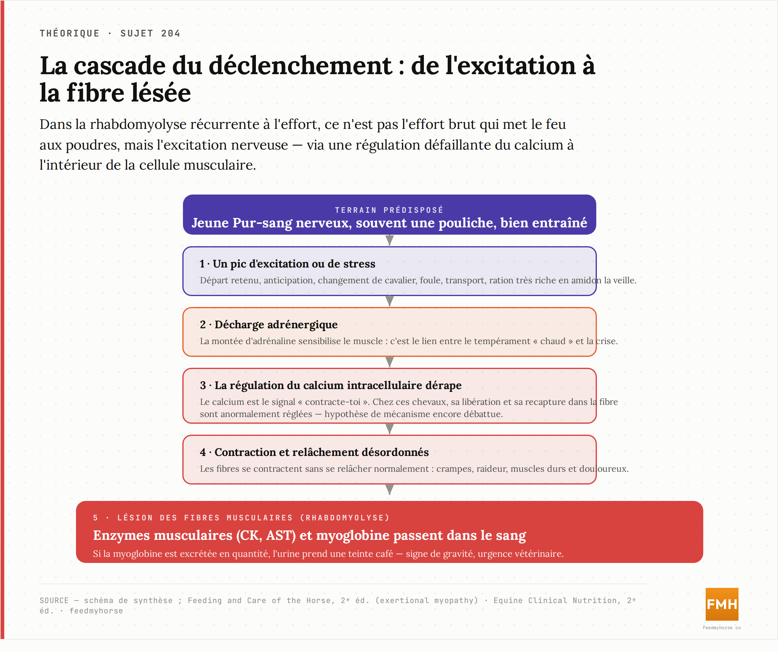 Cascade du déclenchement de la RER : d'un pic d'excitation ou de stress chez un jeune Pur-sang nerveux à la décharge d'adrénaline, au dérèglement de la régulation du calcium dans la fibre, à la contraction désordonnée puis à la lésion musculaire libérant CK, AST et myoglobine. Mécanisme intracellulaire encore débattu. Source : schéma de synthèse d'après Feeding and Care of the Horse (2ᵉ éd.) et Equine Clinical Nutrition (2ᵉ éd.).