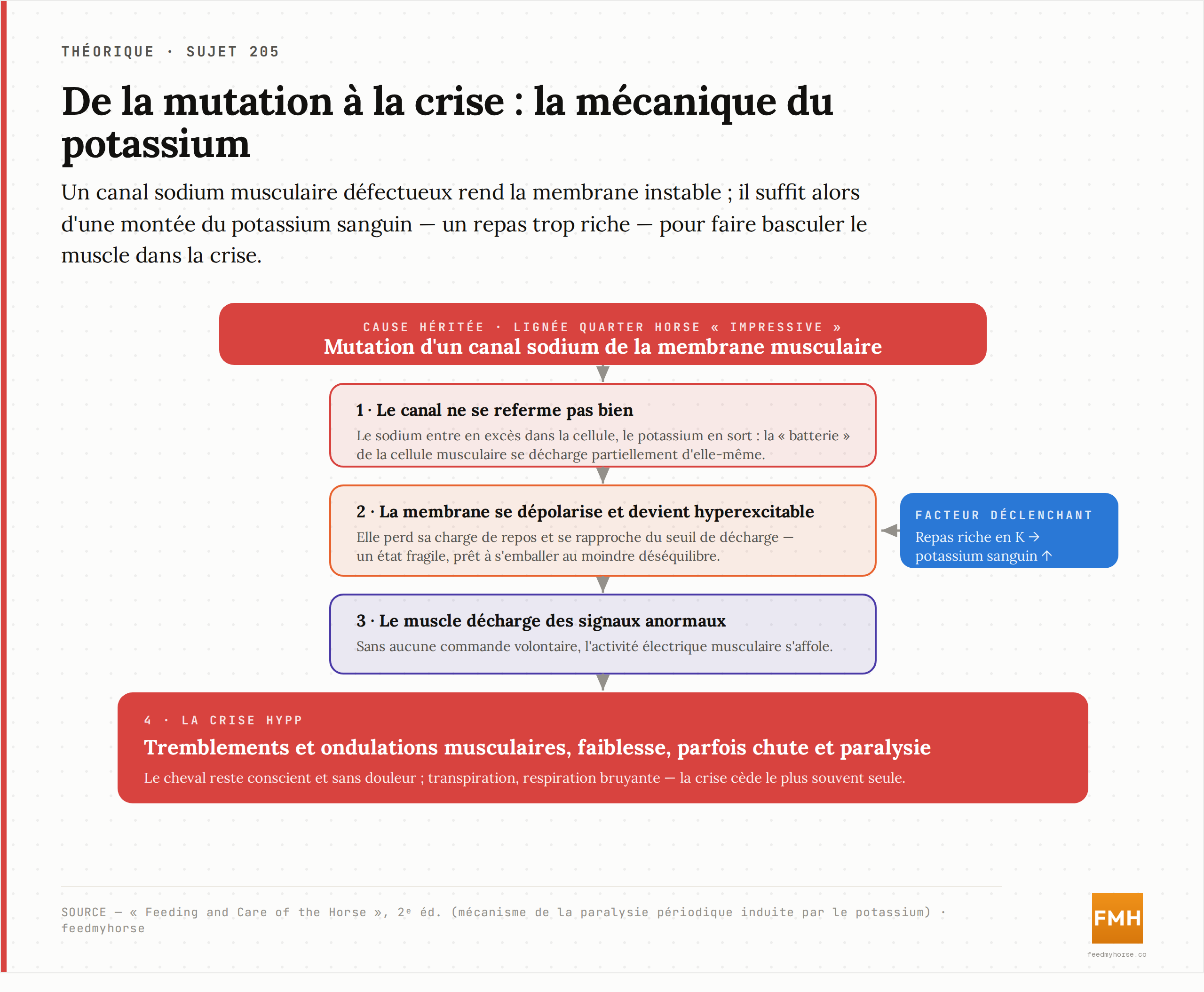 Mécanisme de la crise HYPP : le canal sodium défectueux laisse le sodium entrer et le potassium sortir des cellules musculaires ; une hausse du potassium sanguin dépolarise la membrane, la rend hyperexcitable et déclenche tremblements puis paralysie. Source : Feeding and Care of the Horse, 2ᵉ éd.
