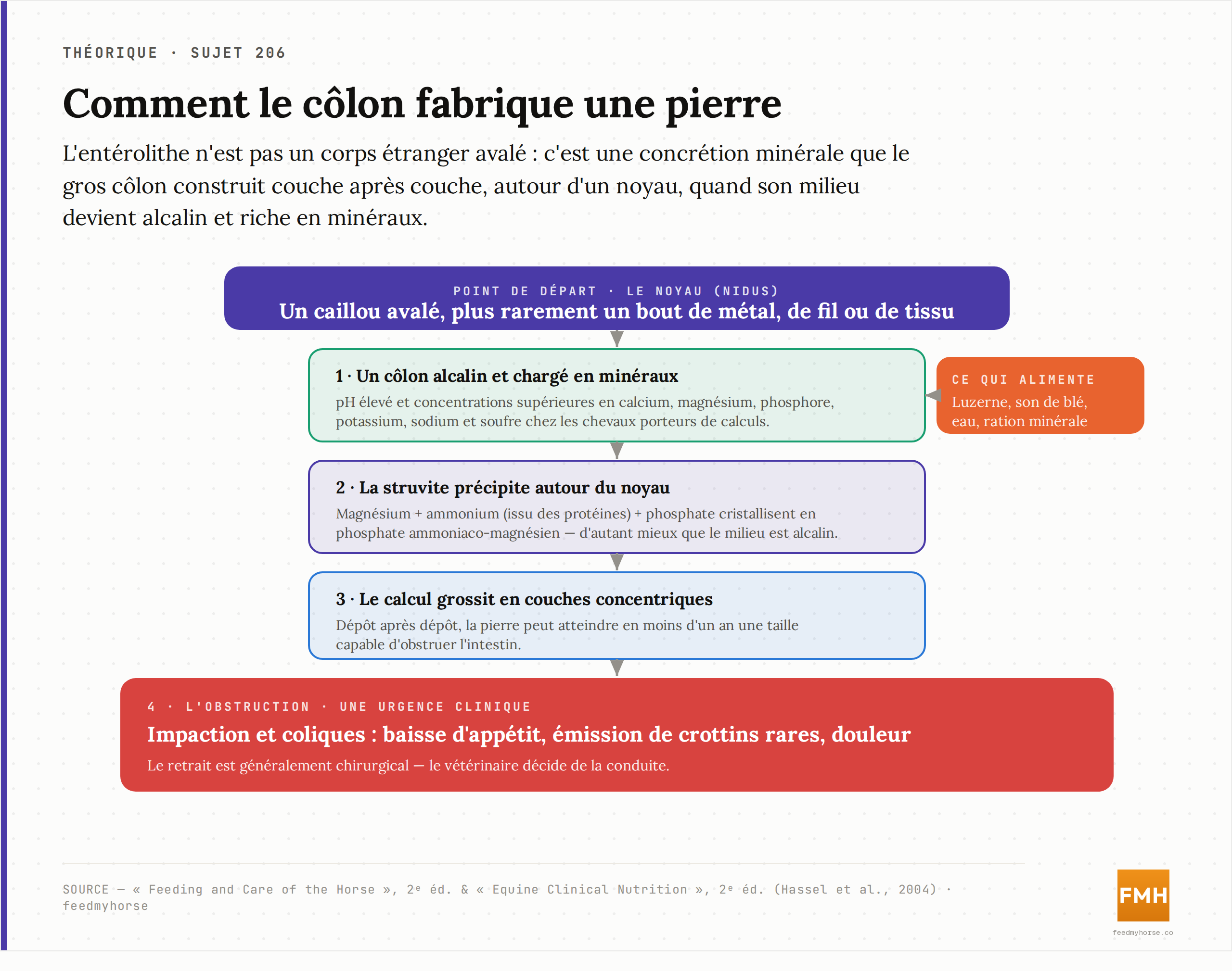 Schéma de la formation d'un entérolithe : un noyau (caillou, métal, fil) sert de point de
départ ; dans un côlon alcalin et riche en minéraux, la struvite précipite autour du noyau ;
la pierre grossit en couches concentriques jusqu'à obstruer l'intestin. Source : Feeding and
Care of the Horse, 2ᵉ éd. et Equine Clinical Nutrition, 2ᵉ éd. (Hassel et al., 2004).