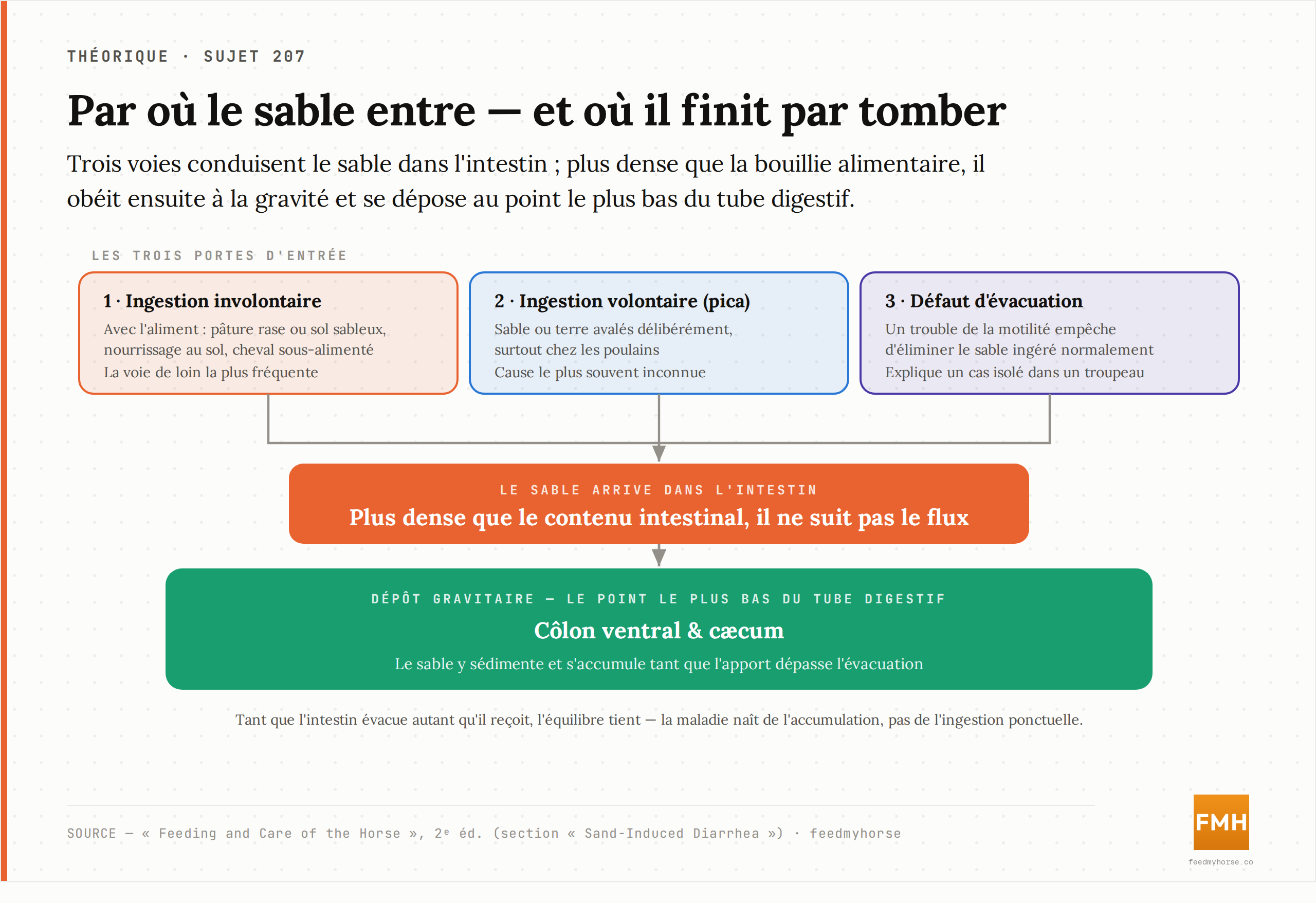 Schéma des trois voies d'ingestion du sable — pâture rase ou sol sableux, nourrissage au sol et sous-alimentation, ingestion volontaire ou défaut d'évacuation — convergeant vers un dépôt gravitaire dans le cæcum et le côlon ventral. Source : Feeding and Care of the Horse, 2ᵉ éd.