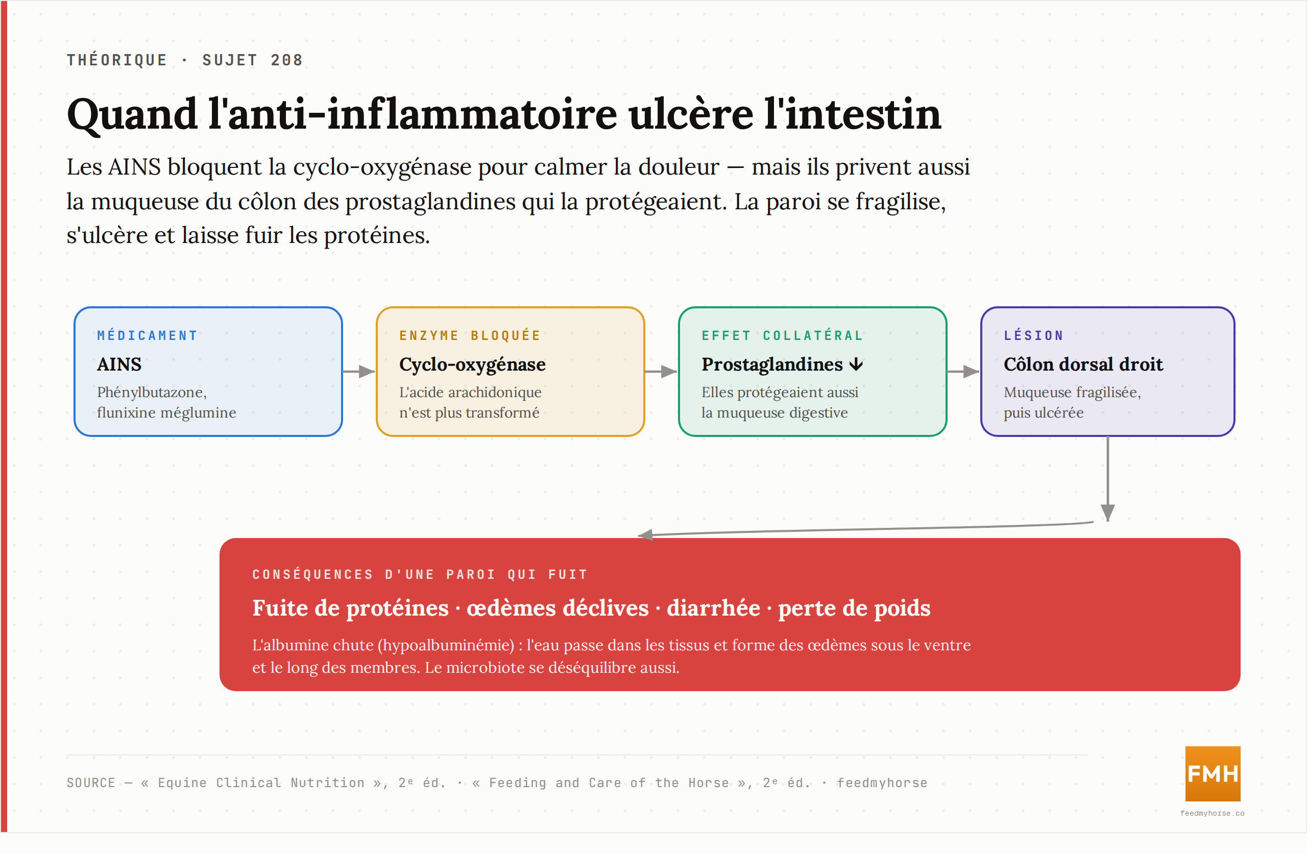 La cascade des AINS jusqu'à l'ulcération du côlon dorsal droit : le blocage de la cyclo-oxygénase fait chuter les prostaglandines, qui protégeaient la muqueuse ; celle-ci s'ulcère, laisse fuir les protéines et déclenche œdème et diarrhée. Source : Equine Clinical Nutrition, 2ᵉ éd. ; Feeding and Care of the Horse, 2ᵉ éd.