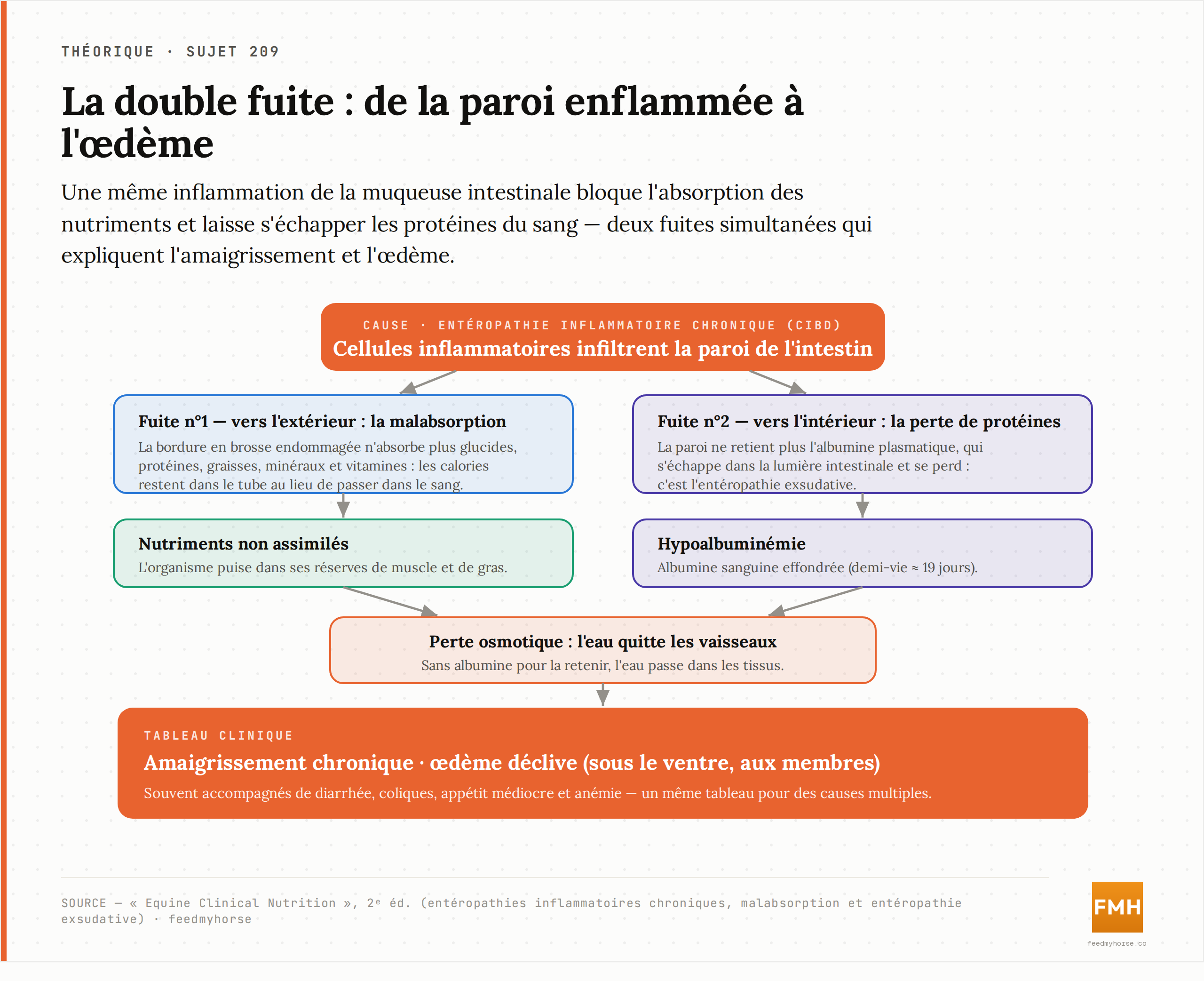 De l'inflammation de la paroi à l'œdème : la double fuite qui fait maigrir. Schéma explicatif du mécanisme des entéropathies inflammatoires. Source : Equine Clinical Nutrition, 2ᵉ éd.