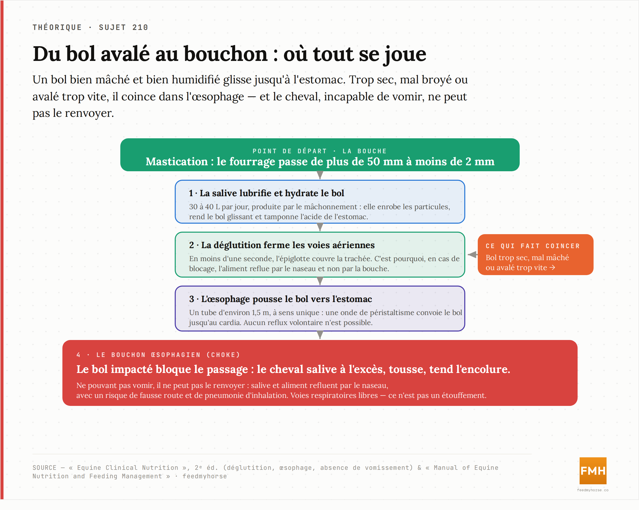 Le trajet d'un bol de la bouche à l'estomac et le point de blocage : la mastication réduit le fourrage de plus de 50 mm à moins de 2 mm, la salive (30–40 L/jour) lubrifie le bol, la déglutition ferme les voies aériennes, l'œsophage le pousse à sens unique ; un bol trop sec, mal mâché ou avalé trop vite se bloque et, faute de vomissement, reflue par le naseau. Source : Equine Clinical Nutrition, 2ᵉ éd. ; Manual of Equine Nutrition and Feeding Management.
