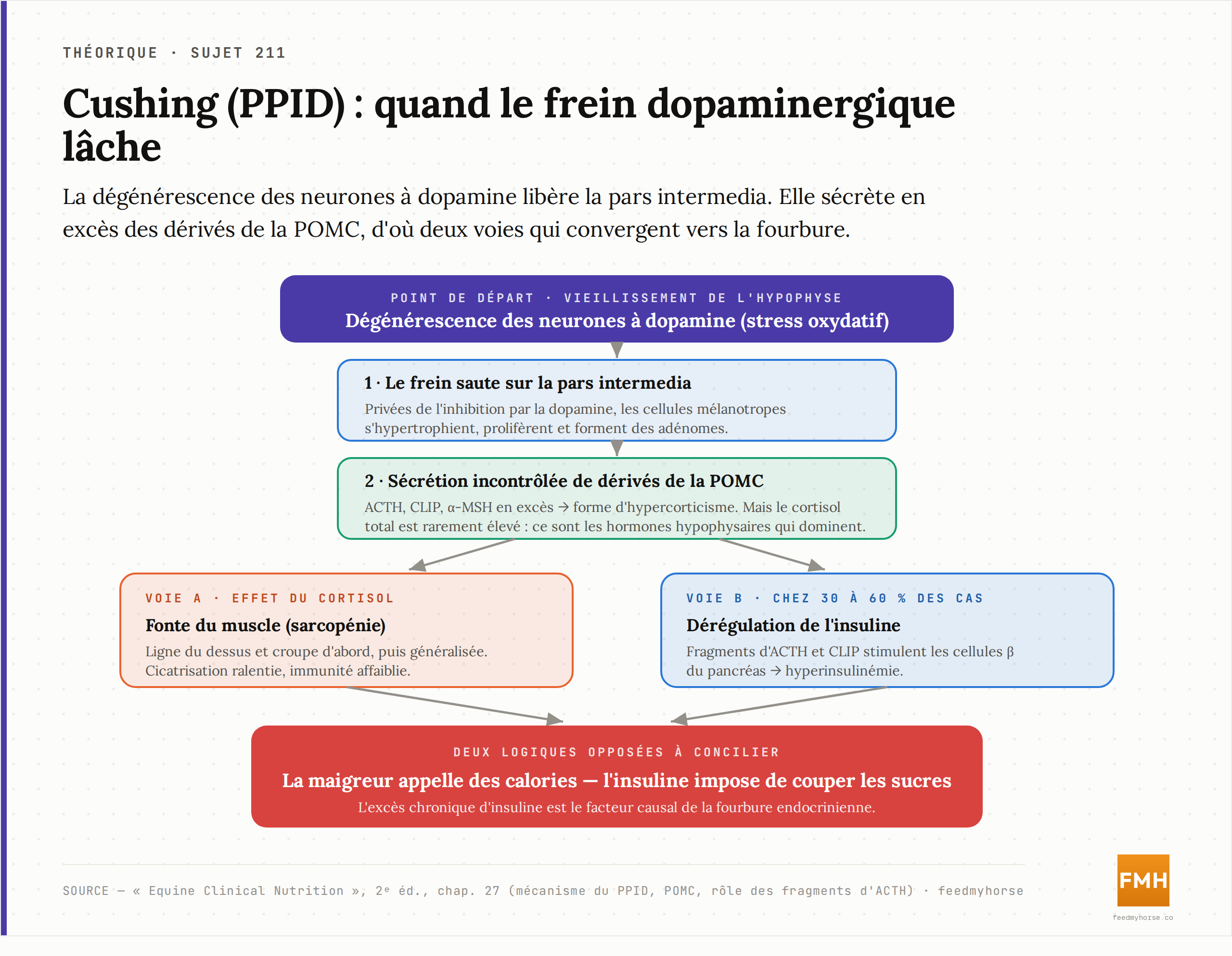 Schéma explicatif : la cascade du PPID. La perte des neurones à dopamine lève le frein sur la pars intermedia, qui sécrète en excès des dérivés de la POMC (ACTH, CLIP, αMSH). En résultent une fonte musculaire liée au cortisol et, chez une partie des chevaux, une dérégulation de l'insuline — les deux voies convergeant vers la fourbure. Source : Equine Clinical Nutrition, 2e éd., chap. 27.