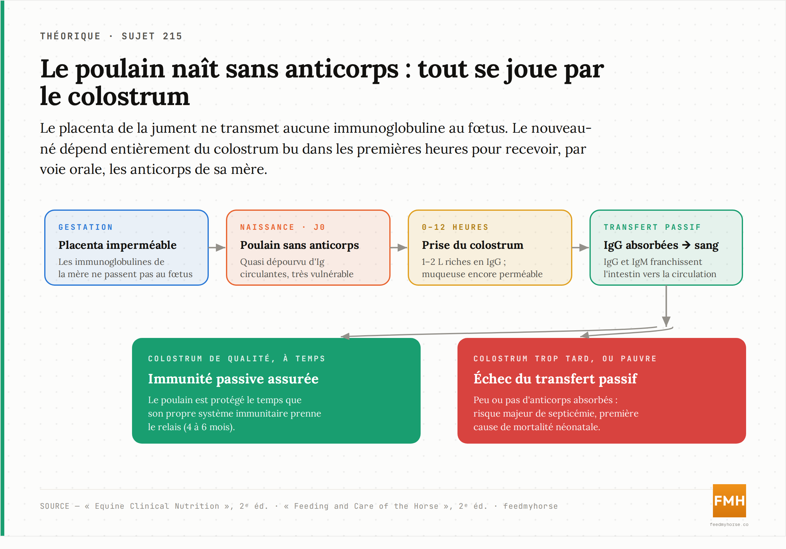 Le poulain naît sans anticorps parce que le placenta équin (épithéliochorial) ne transmet aucune immunoglobuline au fœtus ; il doit recevoir les anticorps maternels par voie orale, via le colostrum bu dans les 12 premières heures. Selon la qualité et la précocité de la prise, l'issue bascule entre immunité passive assurée et échec du transfert. Source : Equine Clinical Nutrition, 2e éd. ; Feeding and Care of the Horse, 2e éd.