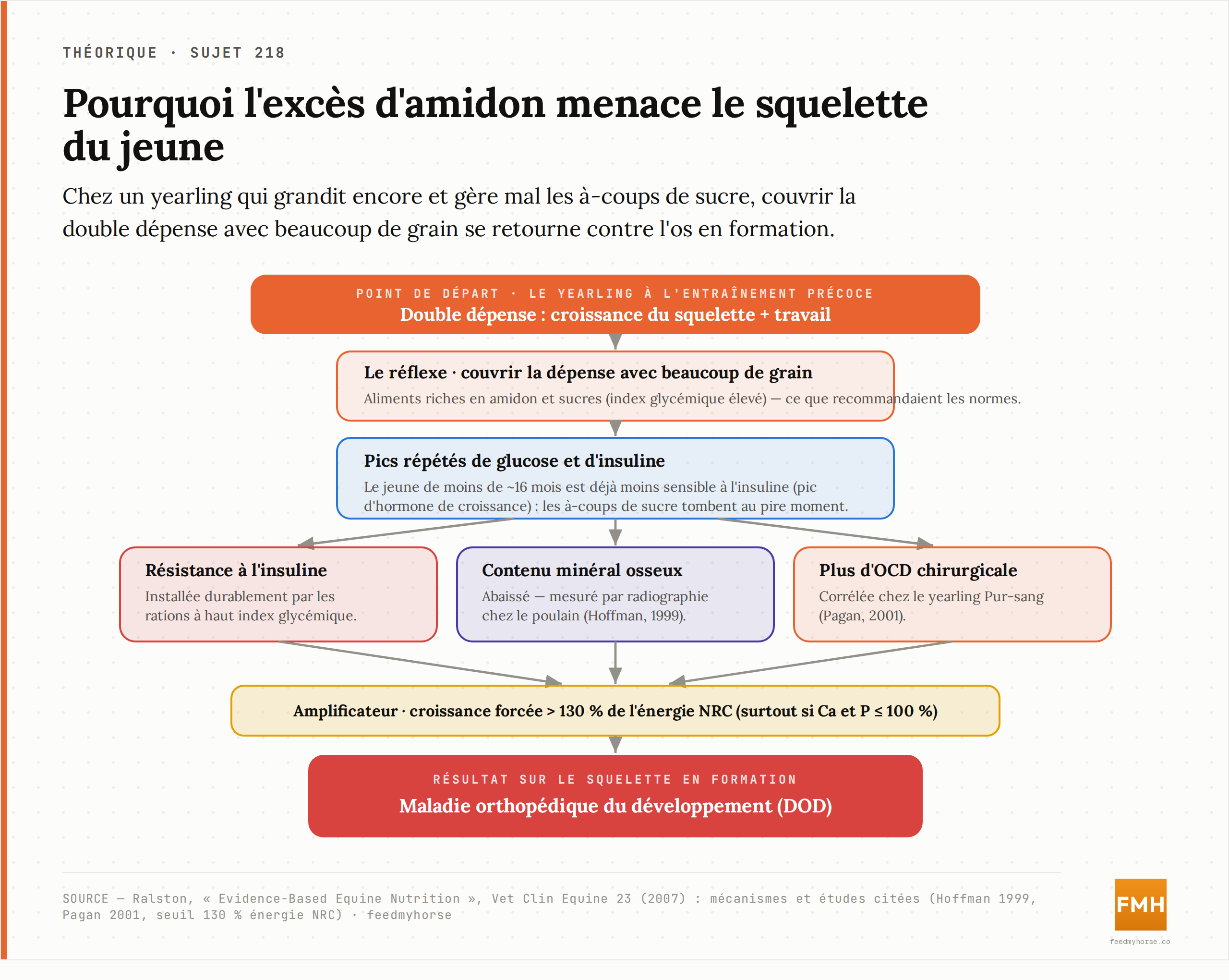 Cascade du risque : chez un yearling encore en croissance et déjà moins sensible à l'insuline, une ration très riche en amidon crée des pics de glucose et d'insuline qui se répercutent sur l'os — moindre minéralisation, plus d'OCD — tandis qu'une croissance forcée au-delà de 130 % de l'énergie NRC aggrave le tableau. Source : Ralston, 2007 (mécanismes et études citées).