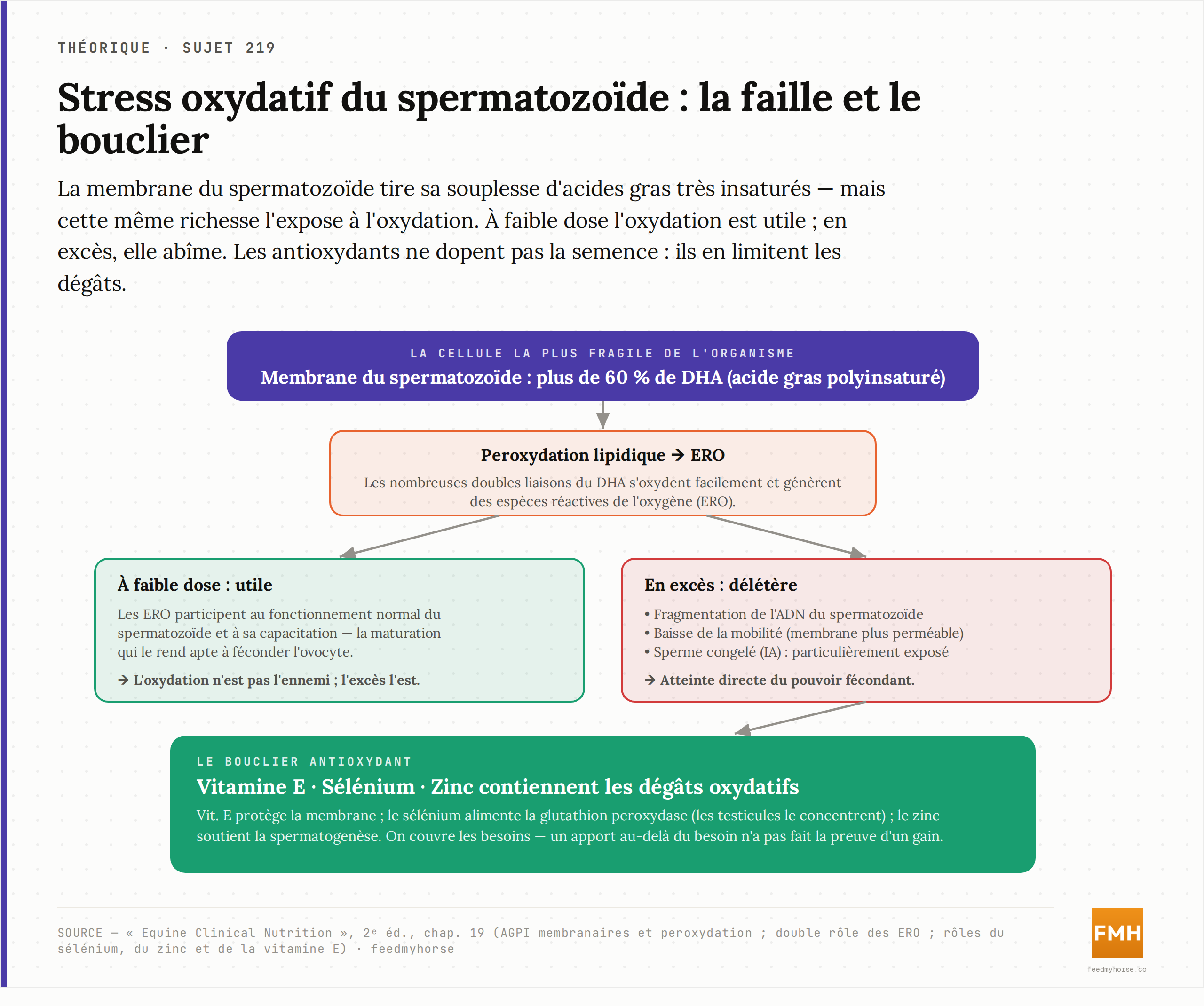 Le stress oxydatif du spermatozoïde et le bouclier antioxydant : la membrane riche en DHA subit une peroxydation lipidique qui génère des espèces réactives de l'oxygène (ERO) ; en excès, elles fragmentent l'ADN et réduisent la mobilité, tandis que vitamine E, sélénium et zinc contiennent les dégâts. Source : Equine Clinical Nutrition, 2ᵉ éd., chap. 19.