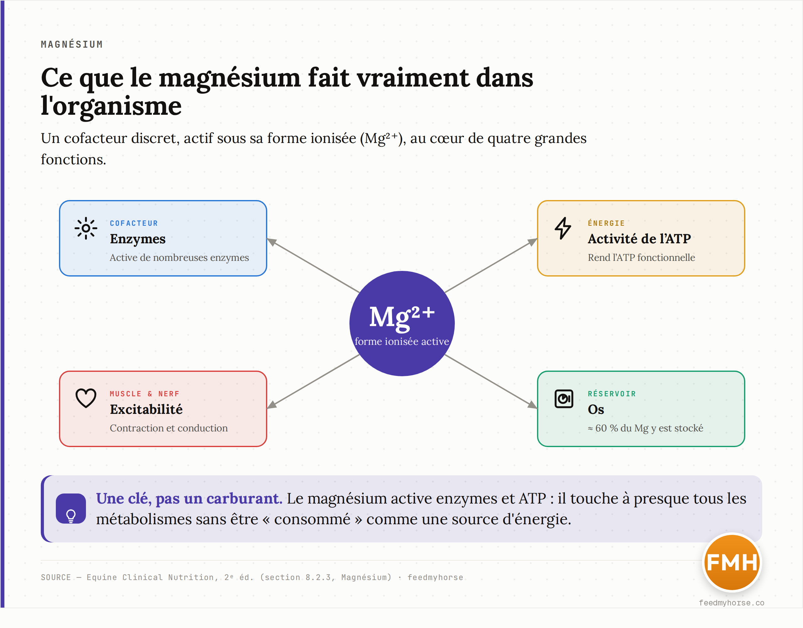 Schéma des quatre grandes fonctions physiologiques du magnésium chez le cheval : cofacteur enzymatique, métabolisme énergétique (activité de l'ATP), fonction musculaire et nerveuse, réservoir osseux. Source : Equine Clinical Nutrition, 2e éd.