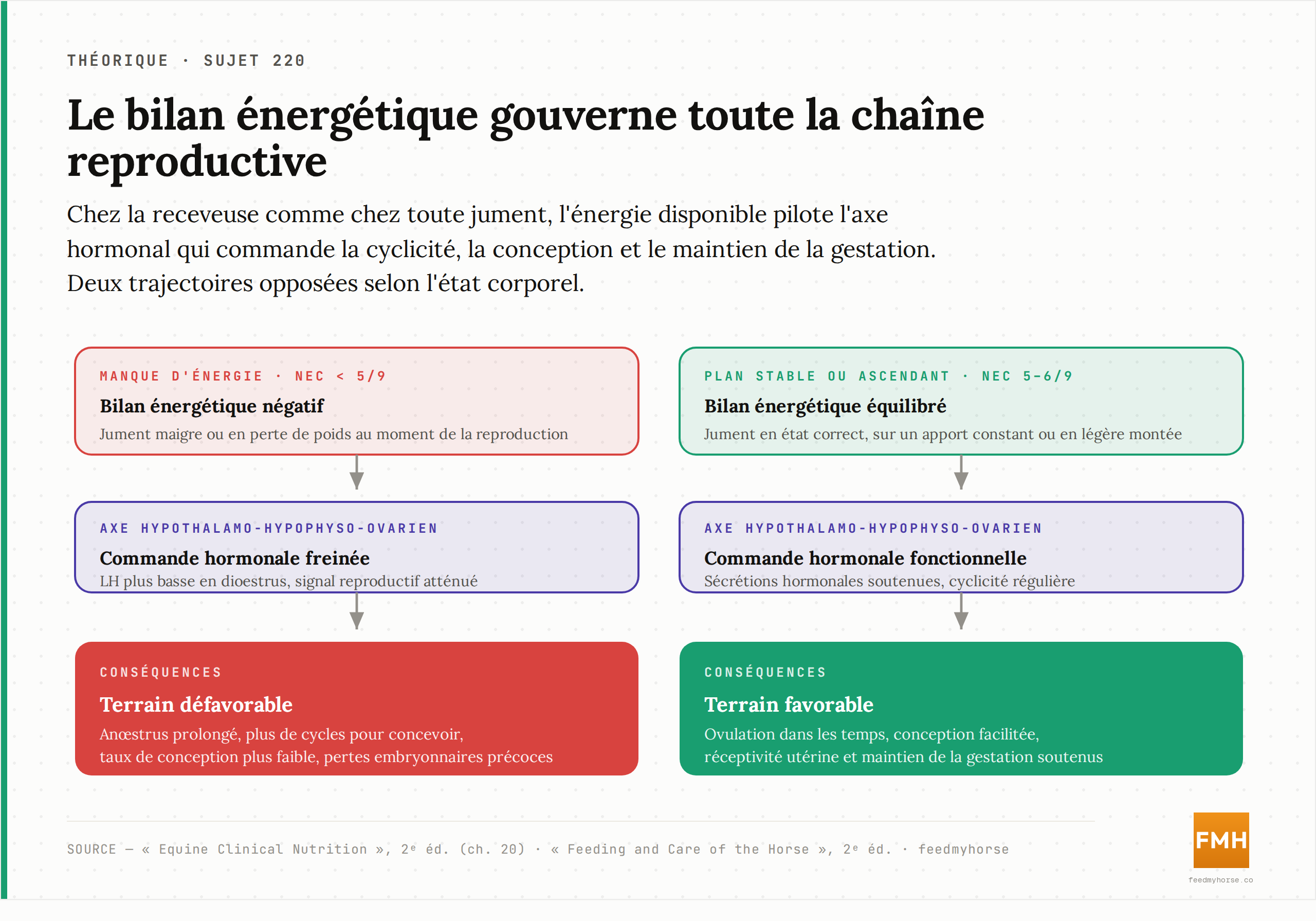 Deux trajectoires selon le bilan énergétique : un bilan négatif (NEC inférieure à 5/9) freine l'axe hypothalamo-hypophyso-ovarien — LH plus basse, anœstrus prolongé, plus de cycles, conception plus faible, pertes embryonnaires précoces ; un bilan équilibré (NEC 5–6/9, plan stable ou ascendant) soutient la cyclicité, la conception et le maintien de la gestation. Source : Equine Clinical Nutrition et Feeding and Care of the Horse, 2ᵉ éd.