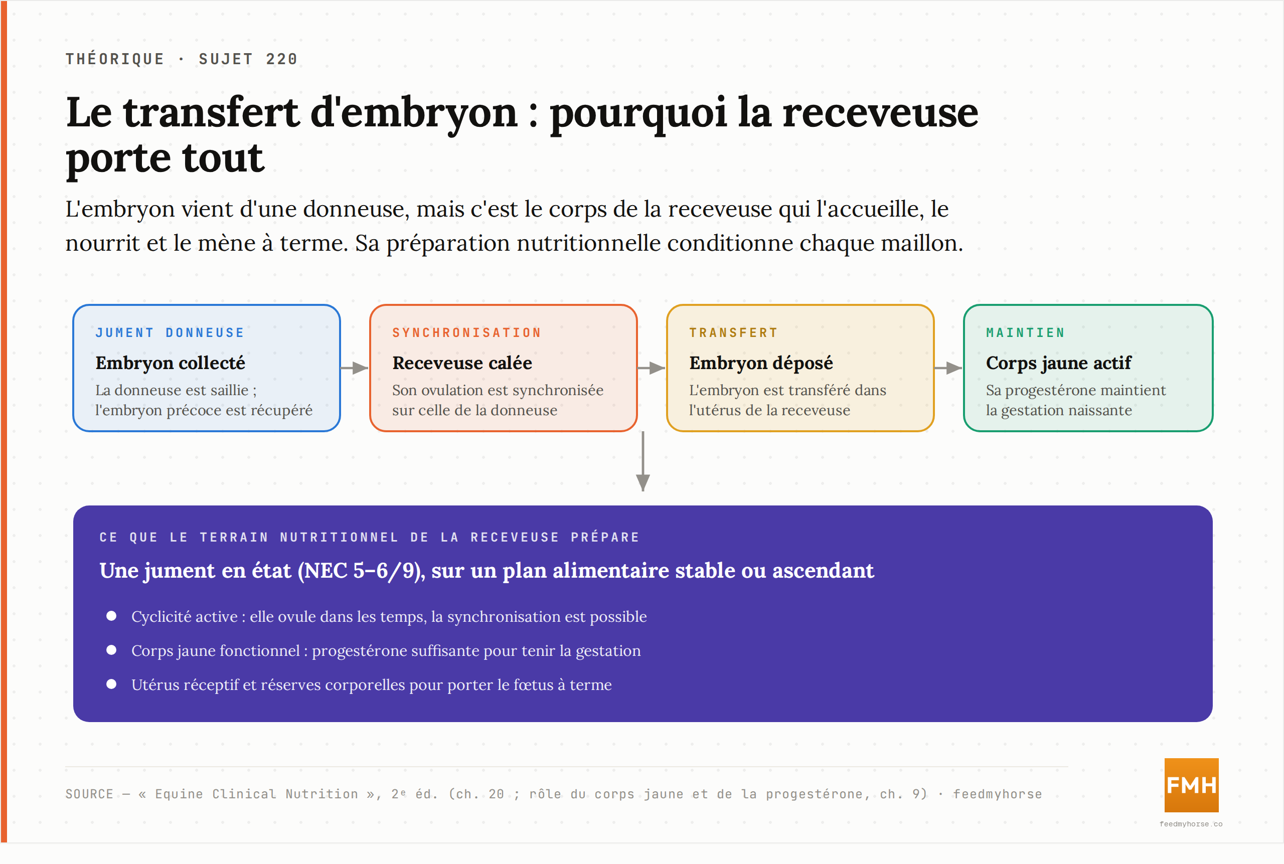 Le transfert d'embryon en quatre temps : embryon collecté chez la donneuse, receveuse synchronisée, embryon déposé dans son utérus, corps jaune de la receveuse produisant la progestérone qui maintient la gestation. Le terrain nutritionnel de la receveuse (NEC 5–6/9, plan stable ou ascendant) prépare la cyclicité, le corps jaune et la réceptivité utérine. Source : Equine Clinical Nutrition, 2ᵉ éd.