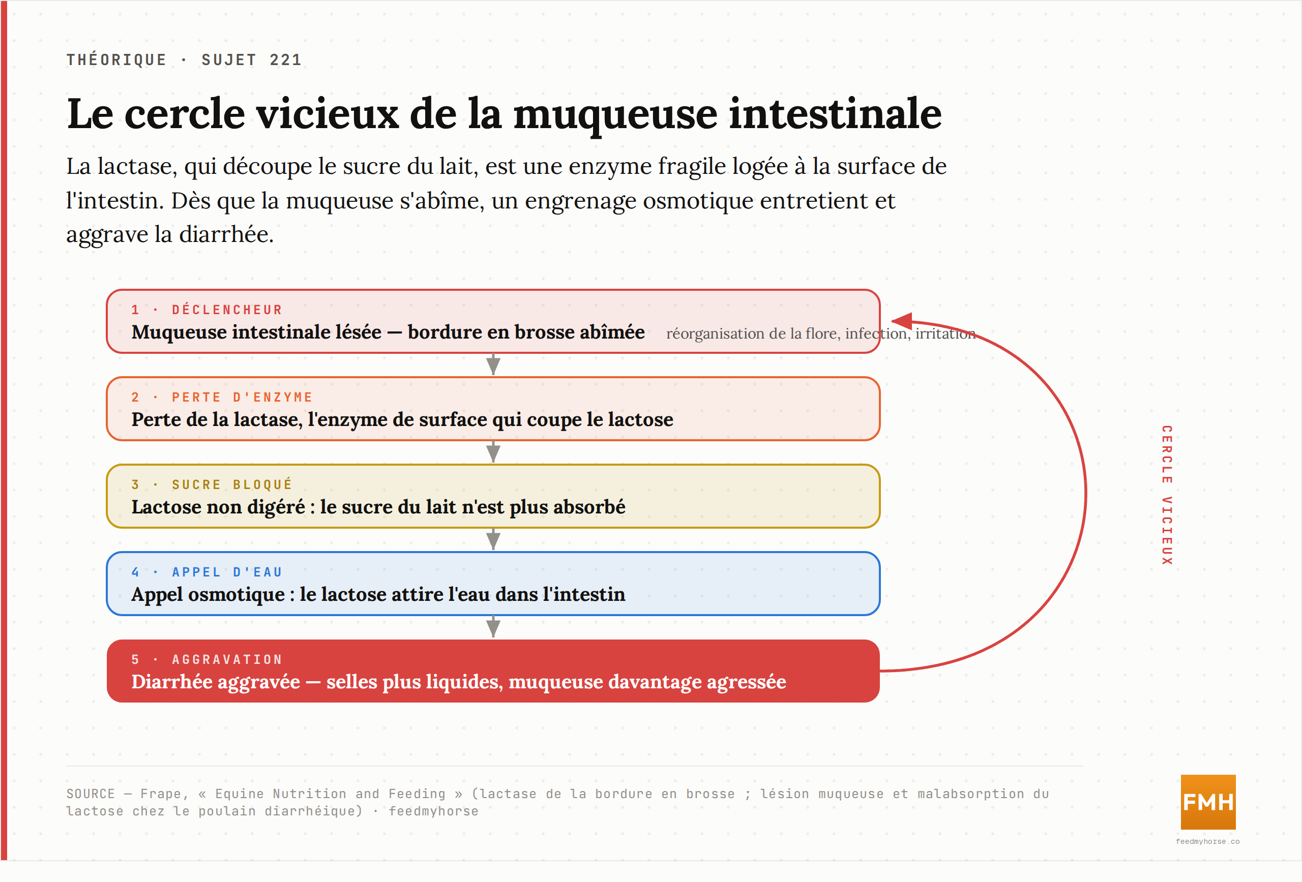 Le cercle vicieux de la muqueuse : toute atteinte de la bordure en brosse fait perdre la lactase ; le lactose non digéré attire l'eau par osmose dans l'intestin, ce qui aggrave la diarrhée et abîme encore la muqueuse. Source : Frape, « Equine Nutrition and Feeding ».