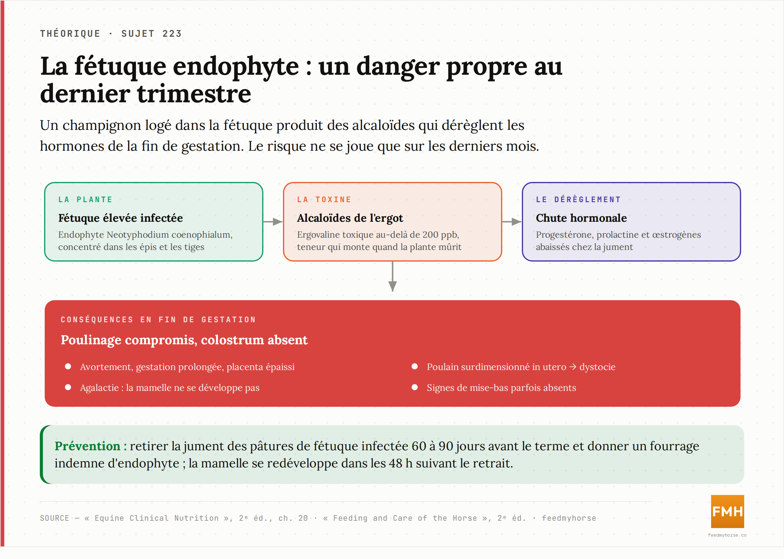 La cascade de la toxicose à la fétuque endophyte : le champignon produit des alcaloïdes de l'ergot (ergovaline toxique au-delà de 200 ppb) qui abaissent progestérone, prolactine et œstrogènes, compromettant le poulinage. Prévention : retirer la jument 60 à 90 jours avant le terme. Source : Equine Clinical Nutrition, 2ᵉ éd. ; Feeding and Care of the Horse, 2ᵉ éd.