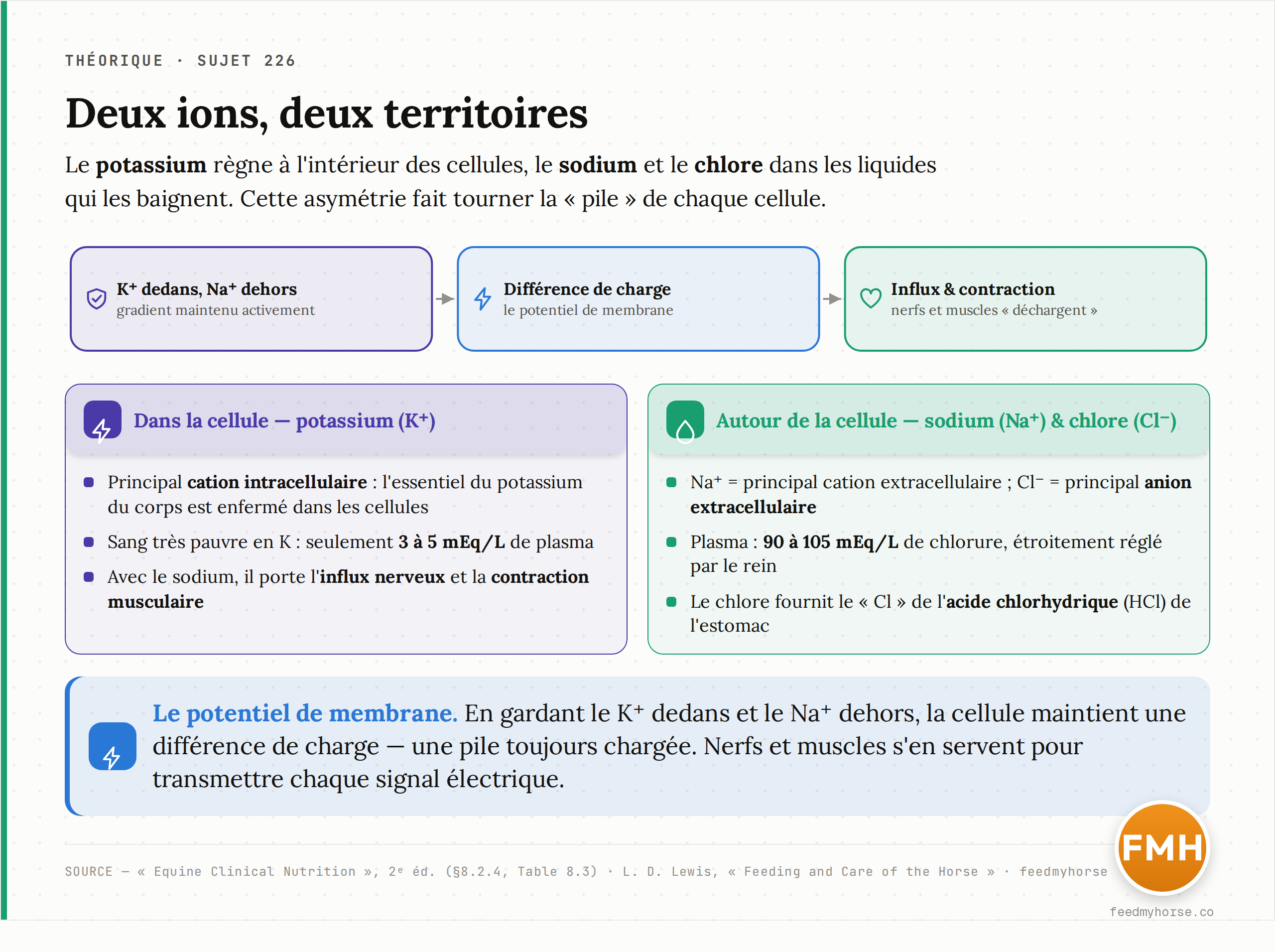 Schéma : le potassium est le cation dominant à l'intérieur des cellules, le sodium et le chlorure dominent le milieu extracellulaire ; à droite, les grandes fonctions de chaque ion. Source : Equine Clinical Nutrition (2023) ; Lewis, Feeding and Care of the Horse (1996).