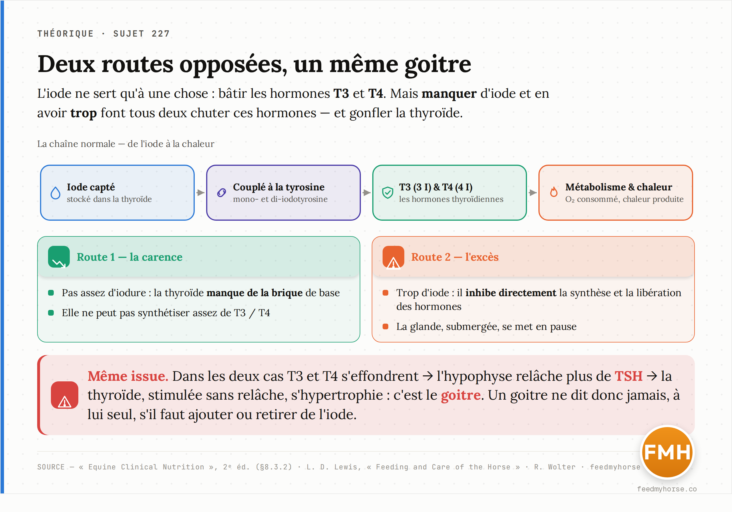 Schéma : l'iode capté par la thyroïde est couplé à la tyrosine pour former les hormones T3 (trois iodes) et T4 (quatre iodes), qui accélèrent le métabolisme et la production de chaleur. La T4 est convertie en T3 active dans les tissus, une étape dépendante du sélénium. Source : Equine Clinical Nutrition, 2ᵉ éd. ; Lewis.