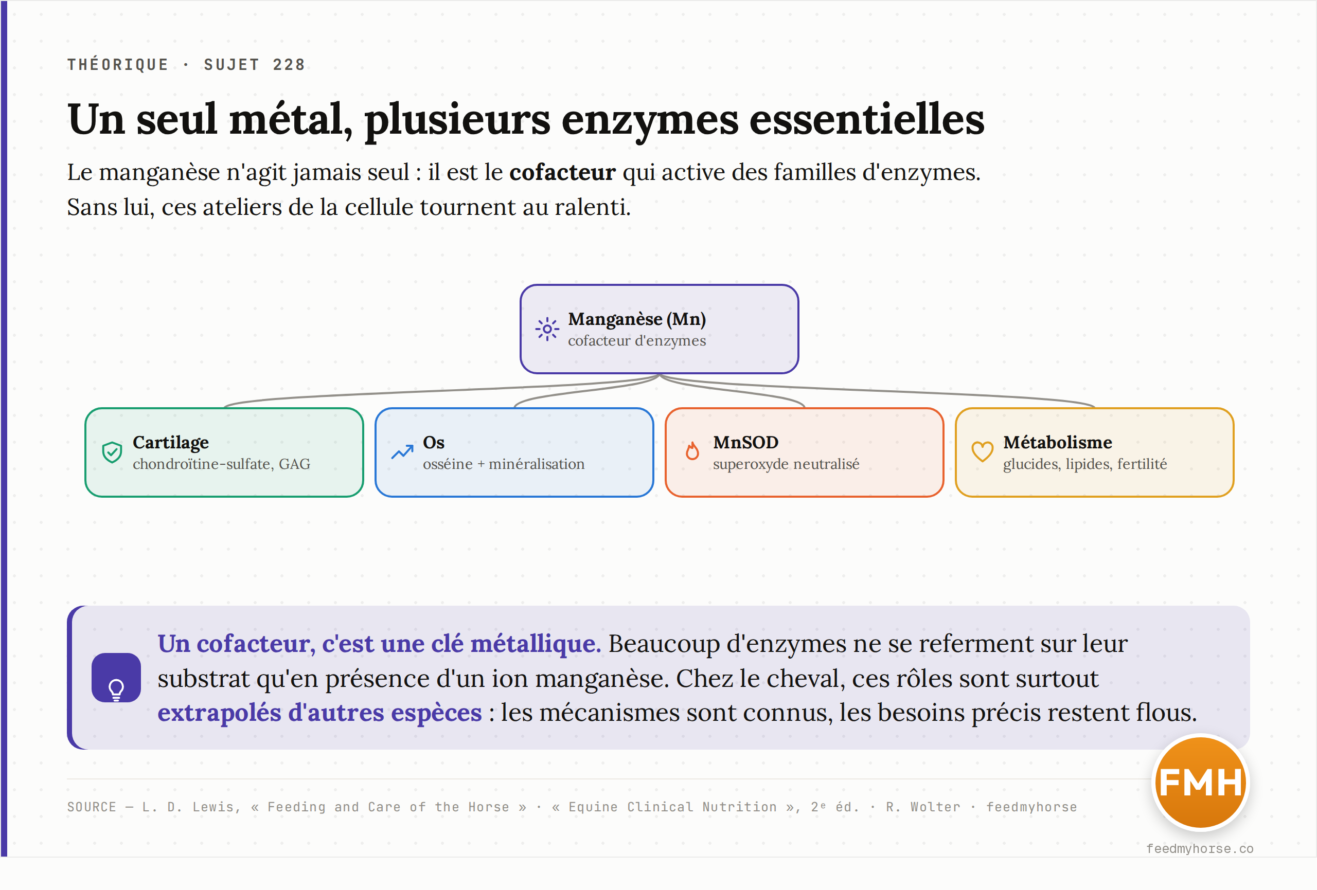 Le manganèse est le cofacteur de plusieurs familles d'enzymes : synthèse du cartilage (chondroïtine-sulfate, protéoglycanes), fabrication et minéralisation de l'os, superoxyde dismutase mitochondriale (MnSOD), et métabolisme des glucides et lipides. Chez le cheval, ces rôles sont largement extrapolés d'autres espèces. Sources : L. D. Lewis, Feeding and Care of the Horse ; Equine Clinical Nutrition, 2ᵉ éd. ; R. Wolter.
