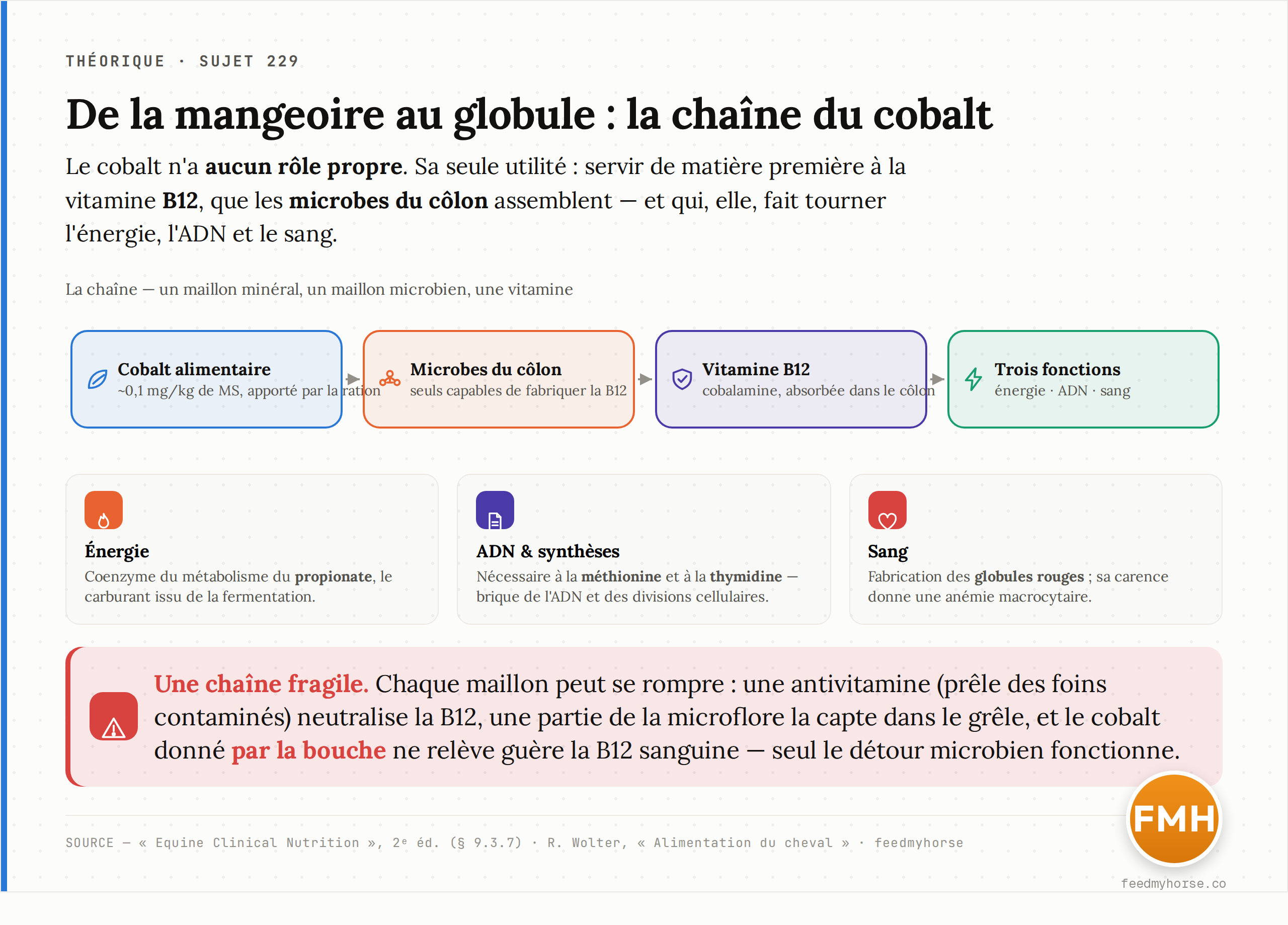 Schéma de la chaîne biologique du cobalt : le cobalt alimentaire est capté par les microbes du côlon, assemblé en vitamine B12 (cobalamine), puis absorbé pour alimenter le métabolisme énergétique, la synthèse d'ADN et la fabrication du sang. Chaque maillon peut se rompre. Source : Equine Clinical Nutrition, 2ᵉ éd. ; R. Wolter.