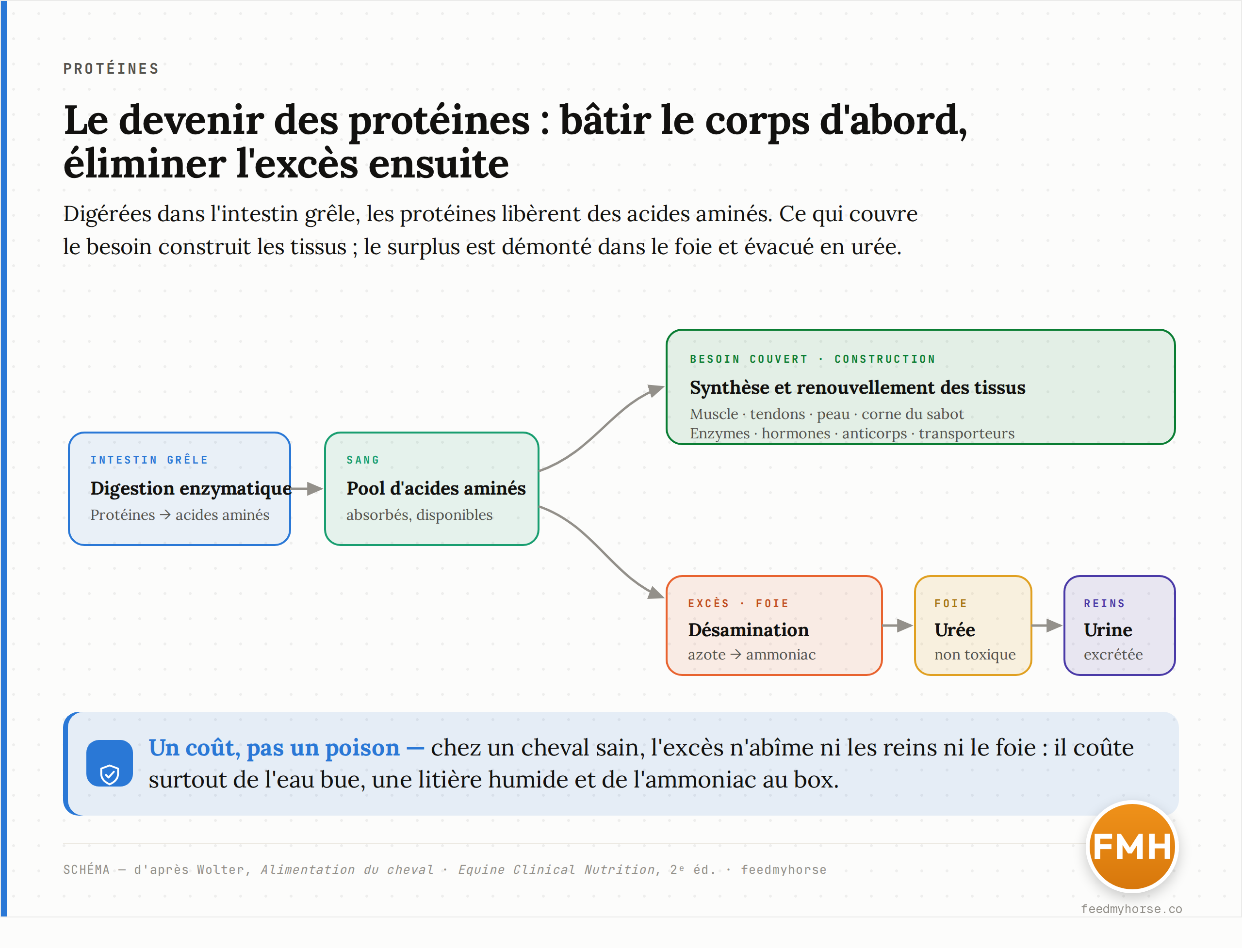 Schéma du devenir des protéines alimentaires : après digestion, les acides amines rejoignent le pool sanguin ; s'ils couvrent le besoin, ils servent à la synthèse tissulaire (muscle, tendons, sabot, enzymes, hormones, anticorps) ; l'excès est désaminé dans le foie, l'azote transformé en urée puis excrété dans l'urine. Synthèse d'après Wolter et Equine Clinical Nutrition, 2e éd.