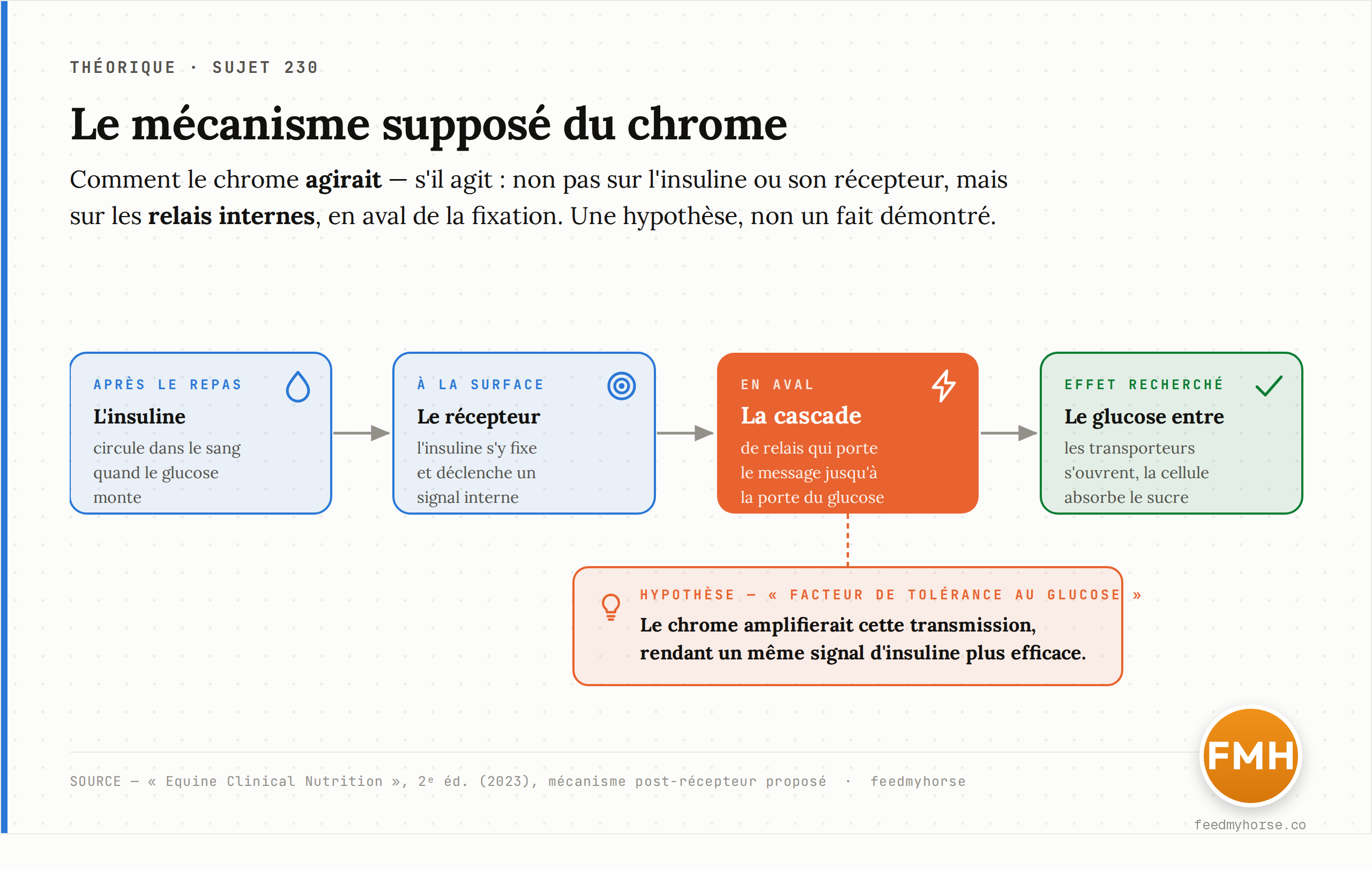 Schéma : le mécanisme supposé du chrome. L'insuline se fixe sur son récepteur et déclenche une cascade de signaux qui fait entrer le glucose ; le chrome amplifierait cette transmission en aval du récepteur — une hypothèse, non un fait démontré. Source : Equine Clinical Nutrition, 2ᵉ éd. (2023).