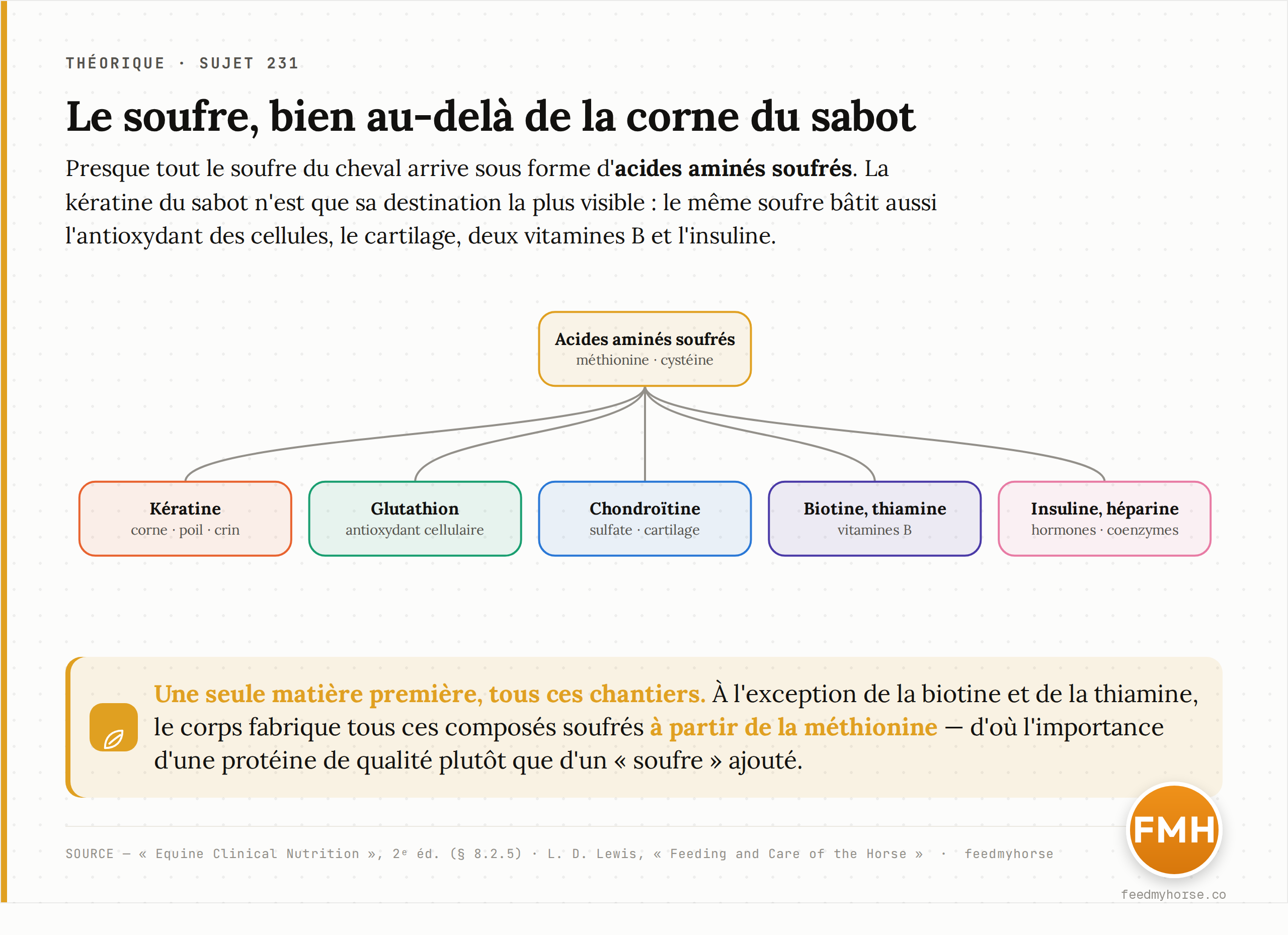 Carte des destinations du soufre : à partir des acides aminés soufrés (méthionine, cystéine, cystine), le soufre alimente la kératine mais aussi le glutathion, la chondroïtine sulfate, les vitamines B et plusieurs hormones et coenzymes. Source : Equine Clinical Nutrition 2ᵉ éd. ; L. D. Lewis.