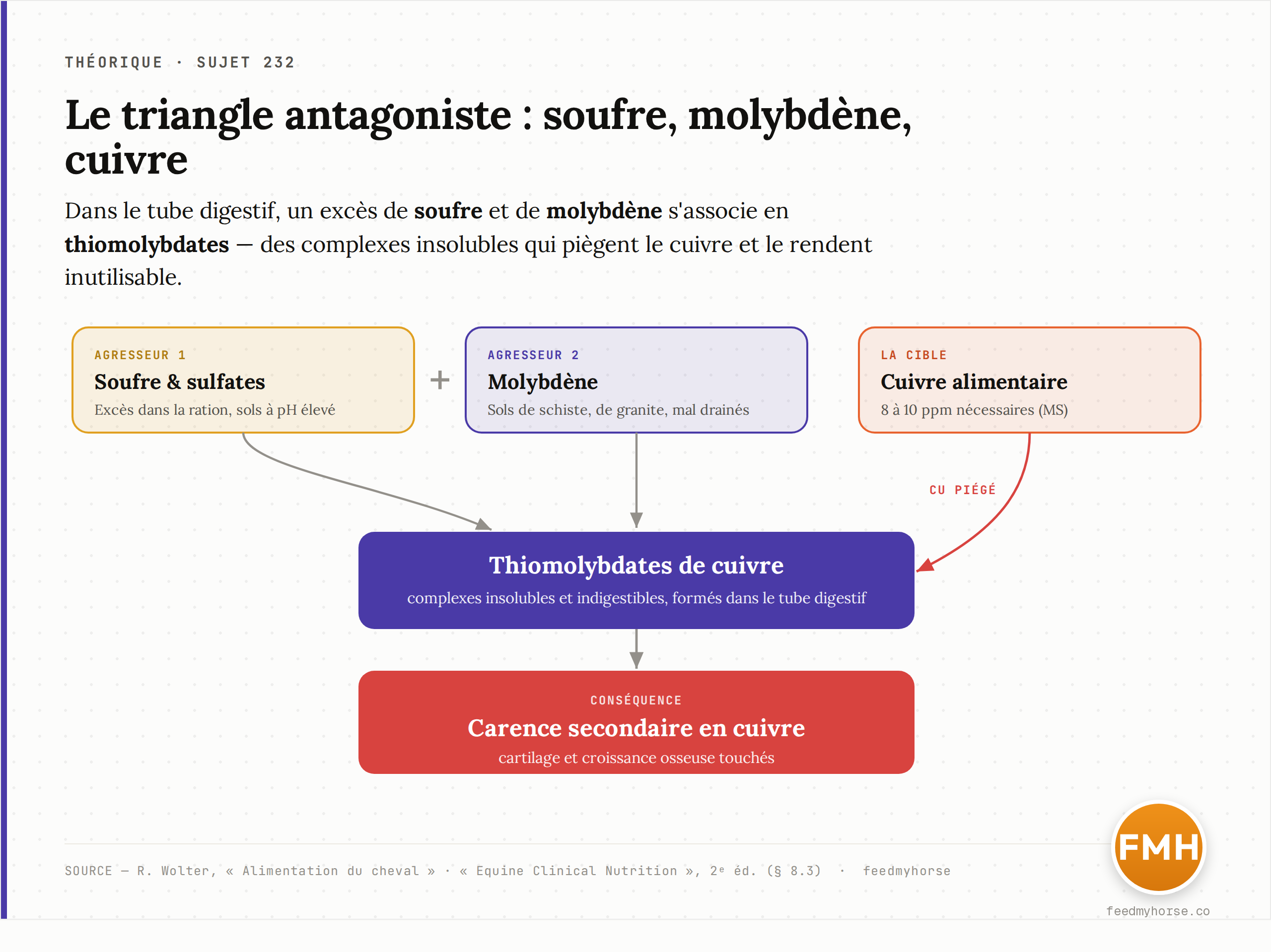 Schéma explicatif : un excès de soufre et de molybdène s'associe dans le tube digestif en thiomolybdates insolubles qui piègent le cuivre alimentaire et le rendent indisponible, d'où une carence secondaire en cuivre. Source : R. Wolter, Alimentation du cheval ; Equine Clinical Nutrition, 2ᵉ éd.