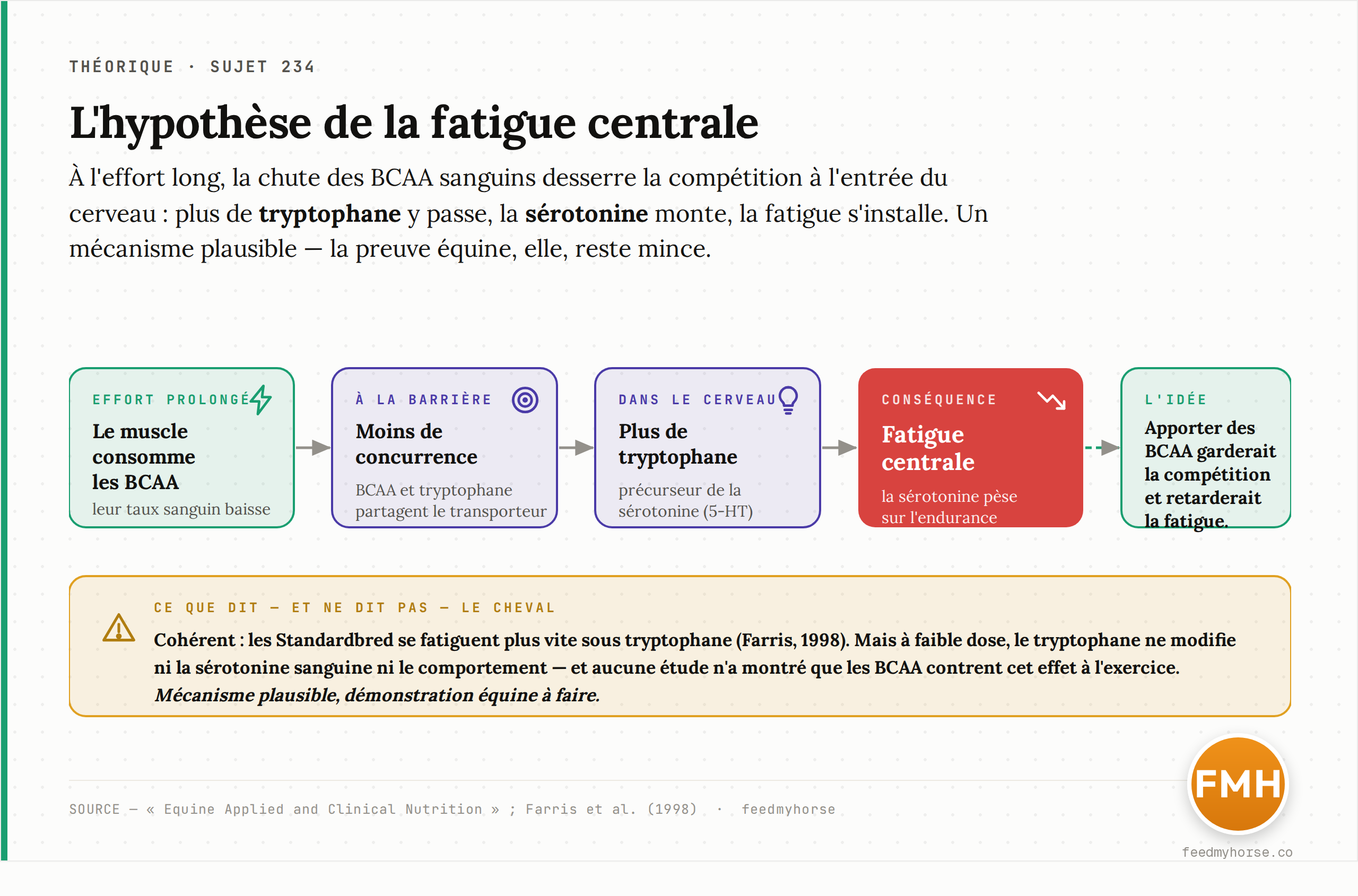 Schéma de l'hypothèse de la fatigue centrale : à l'effort prolongé, la chute des BCAA sanguins desserre la compétition à l'entrée du cerveau, laissant passer plus de tryptophane, précurseur de la sérotonine, ce qui favoriserait la fatigue. La littérature équine reste mince. Source : Equine Applied and Clinical Nutrition ; Farris et coll., 1998.