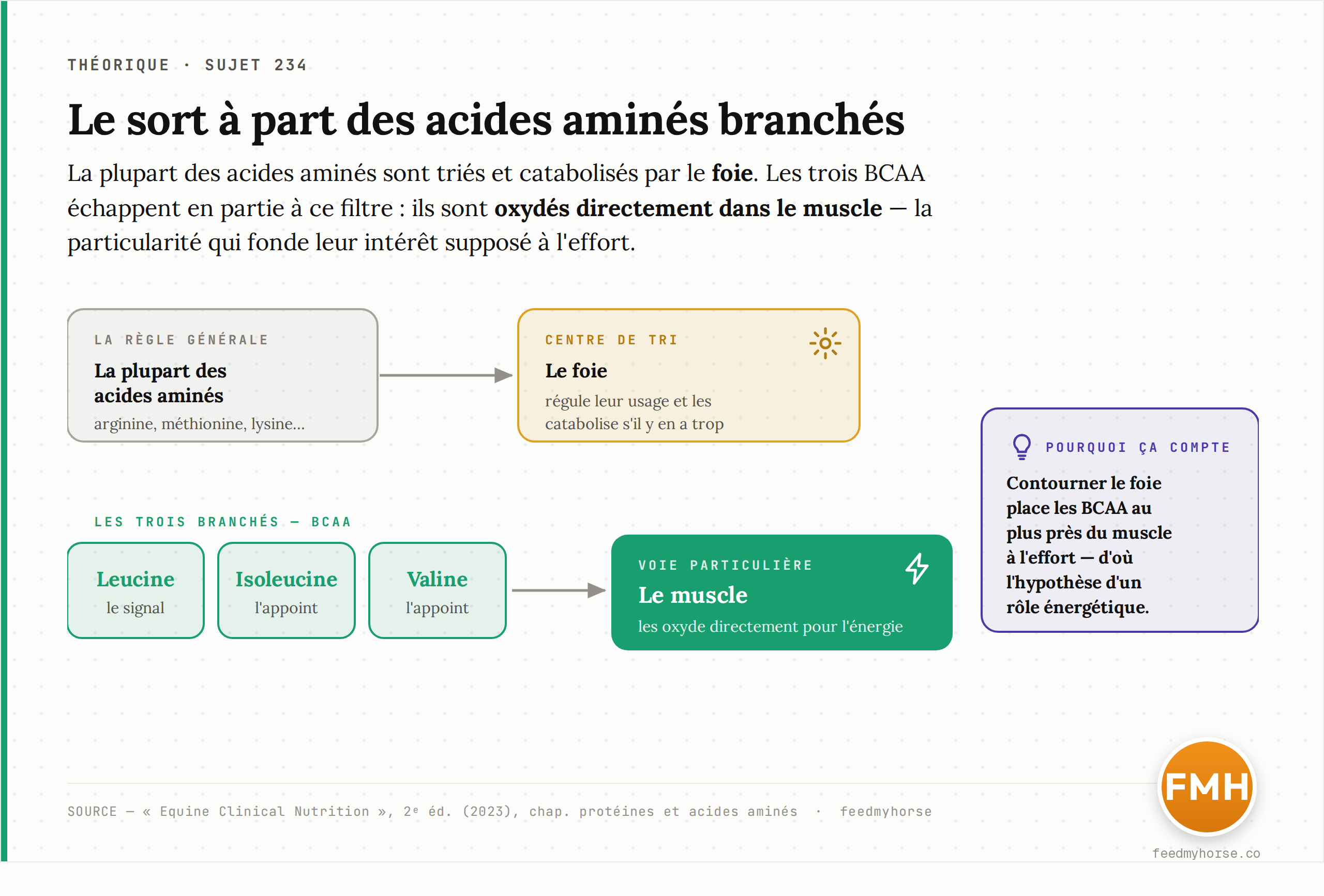 Schéma : la plupart des acides aminés sont métabolisés dans le foie, tandis que les trois BCAA — leucine, isoleucine, valine — sont oxydés directement dans le muscle, particularité qui fonde leur intérêt supposé à l'effort. Source : Equine Clinical Nutrition, 2ᵉ éd. (2023).