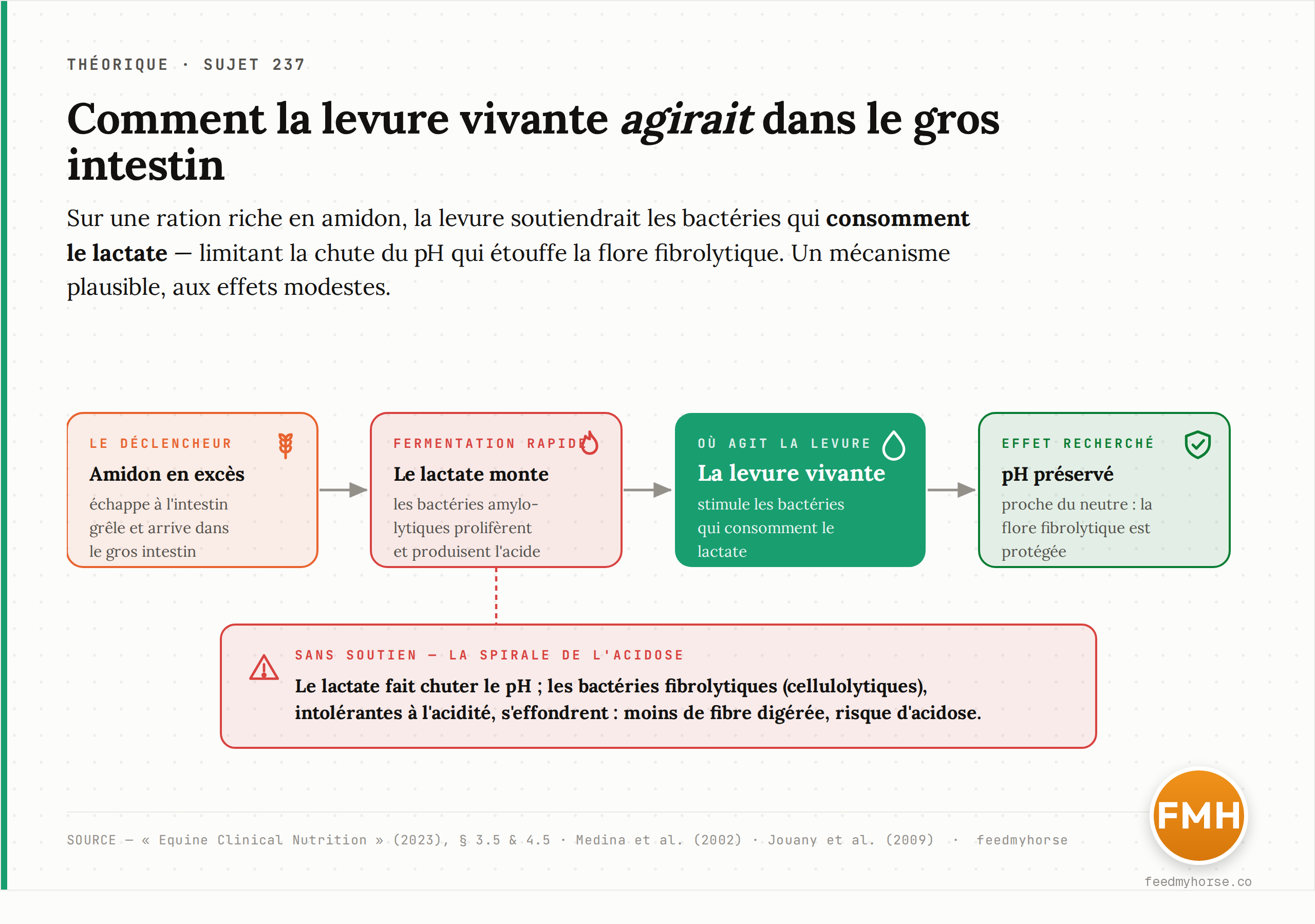 Mécanisme proposé : sur une ration riche en amidon, la levure vivante soutiendrait les bactéries utilisatrices de lactate, ce qui limite la chute du pH et protège la flore fibrolytique. À défaut, le lactate acidifie le milieu et fait s'effondrer les bactéries cellulolytiques. Sources : « Equine Clinical Nutrition » (2023) ; Medina et al. (2002) ; Jouany et al. (2009).