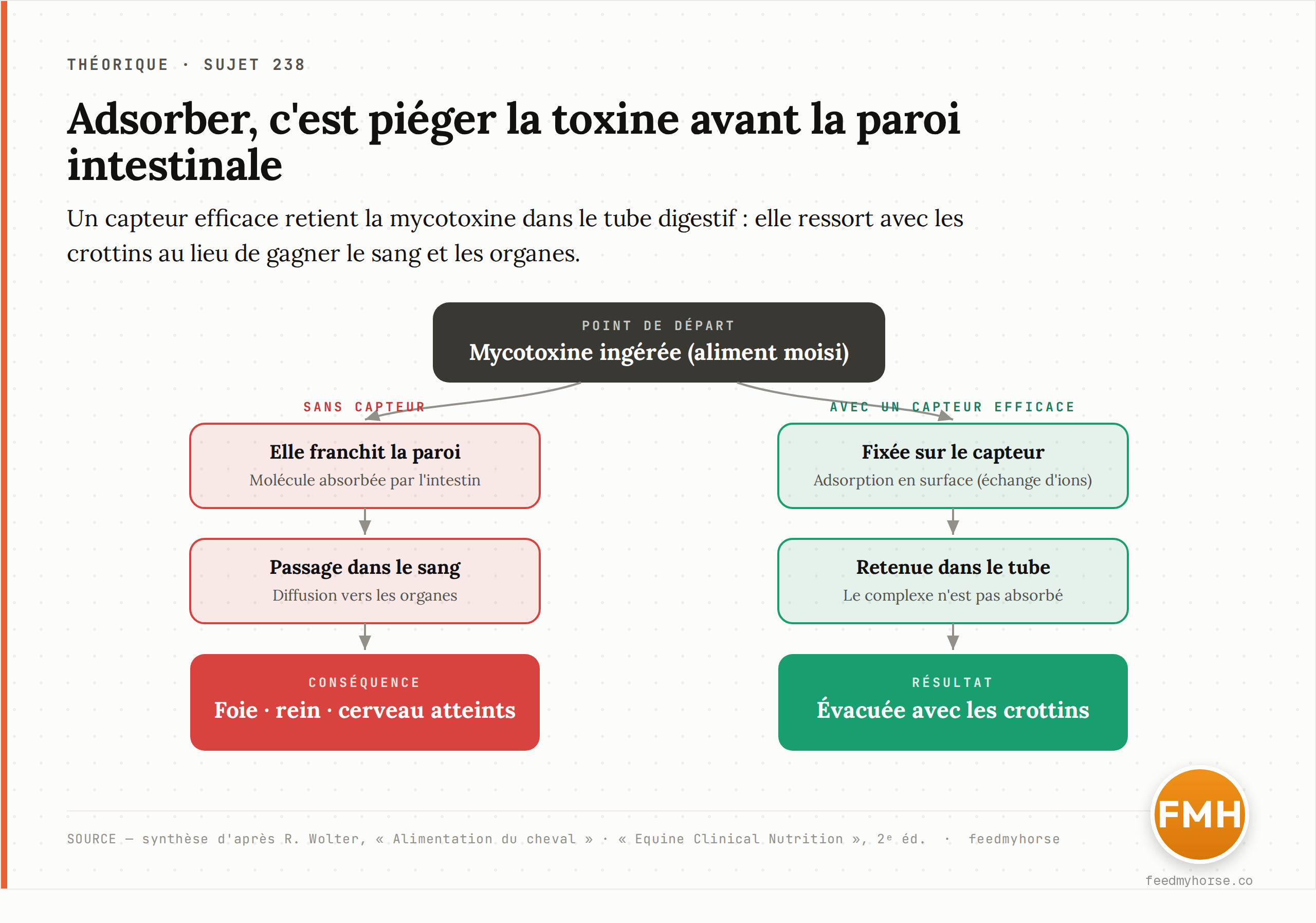 Schéma : sans capteur, la mycotoxine ingérée franchit la paroi intestinale et atteint les organes cibles ; avec un capteur efficace, elle est adsorbée dans le tube digestif et évacuée avec les crottins. Source : synthèse d'après Wolter (Alimentation du cheval) et Equine Clinical Nutrition, 2ᵉ éd.