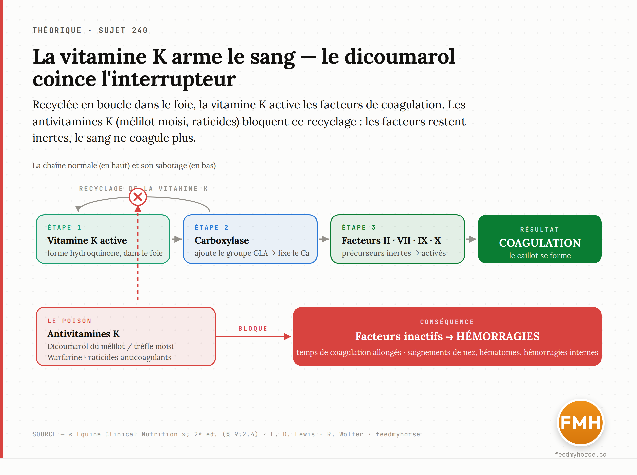 Schéma : le cycle de la vitamine K active les facteurs de coagulation par carboxylation ; le dicoumarol bloque le recyclage de la vitamine et éteint la cascade. Source : Equine Clinical Nutrition, 2ᵉ éd. (§ 9.2.4).