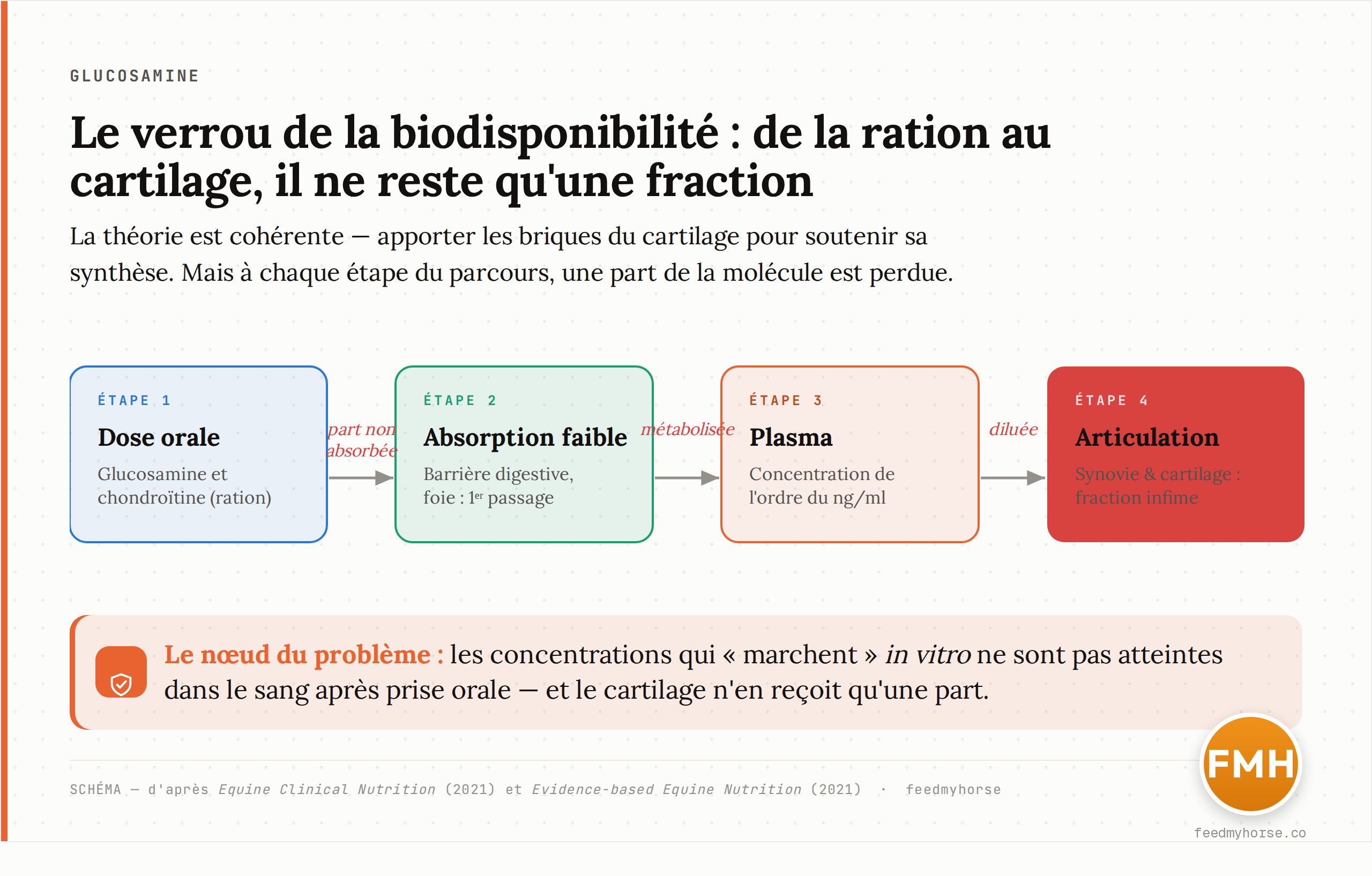 Schéma : la théorie du complément oral (apporter les briques du cartilage pour soutenir sa synthèse) confrontée au verrou de la biodisponibilité. À chaque étape — tube digestif, foie, sang — une part de la glucosamine et de la chondroïtine est perdue, si bien que seule une fraction infime atteint le liquide synovial et le cartilage. Source : d'après Equine Clinical Nutrition (2021) et Evidence-based Equine Nutrition (2021).