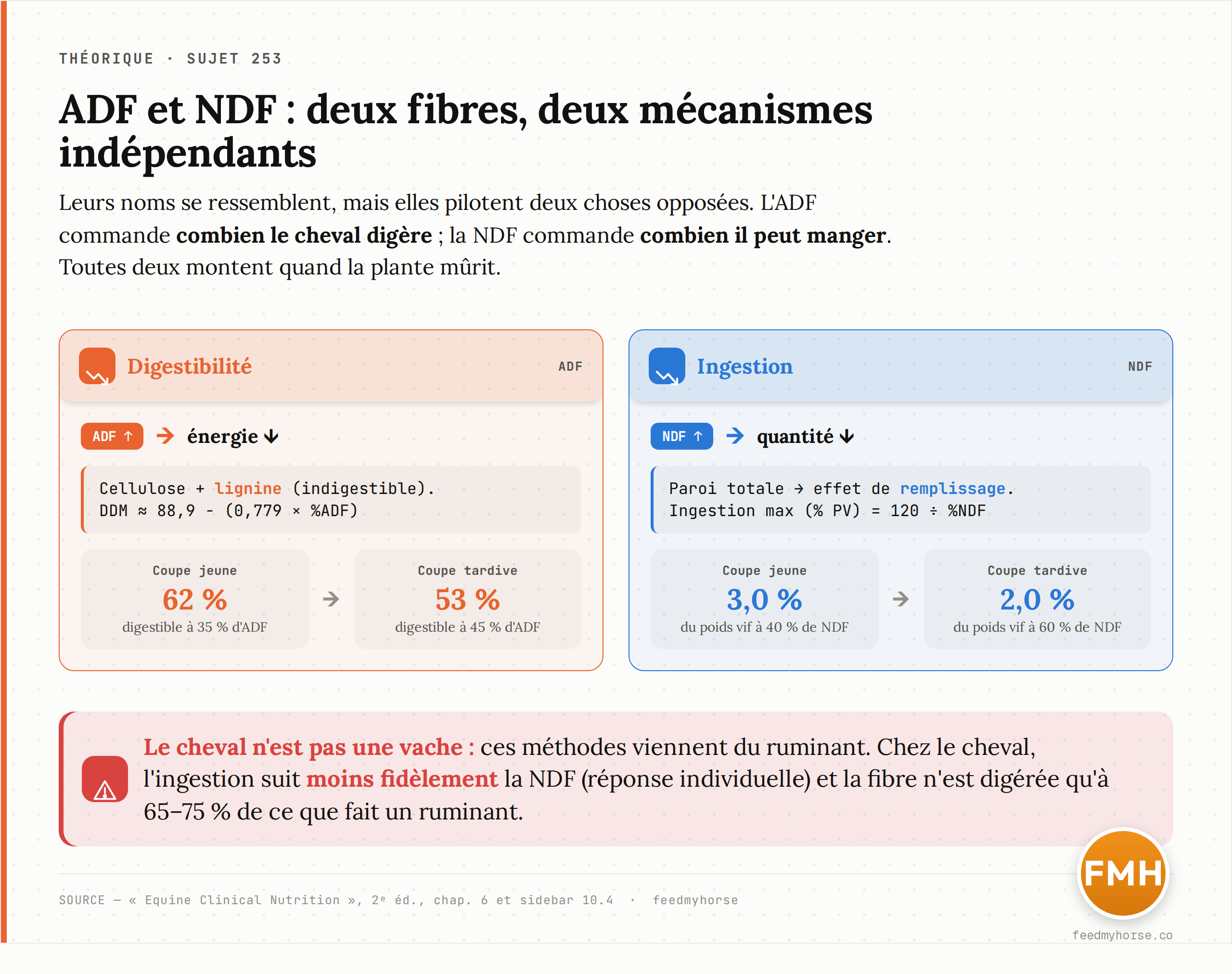 Deux fibres, deux mécanismes indépendants. L'ADF (cellulose + lignine) commande la digestibilité : plus elle monte, moins le cheval tire d'énergie de chaque bouchée. La NDF (paroi totale) commande l'ingestion par effet de remplissage : plus elle monte, moins le cheval peut manger. Formules et exemples chiffrés d'après Equine Clinical Nutrition, 2ᵉ éd.