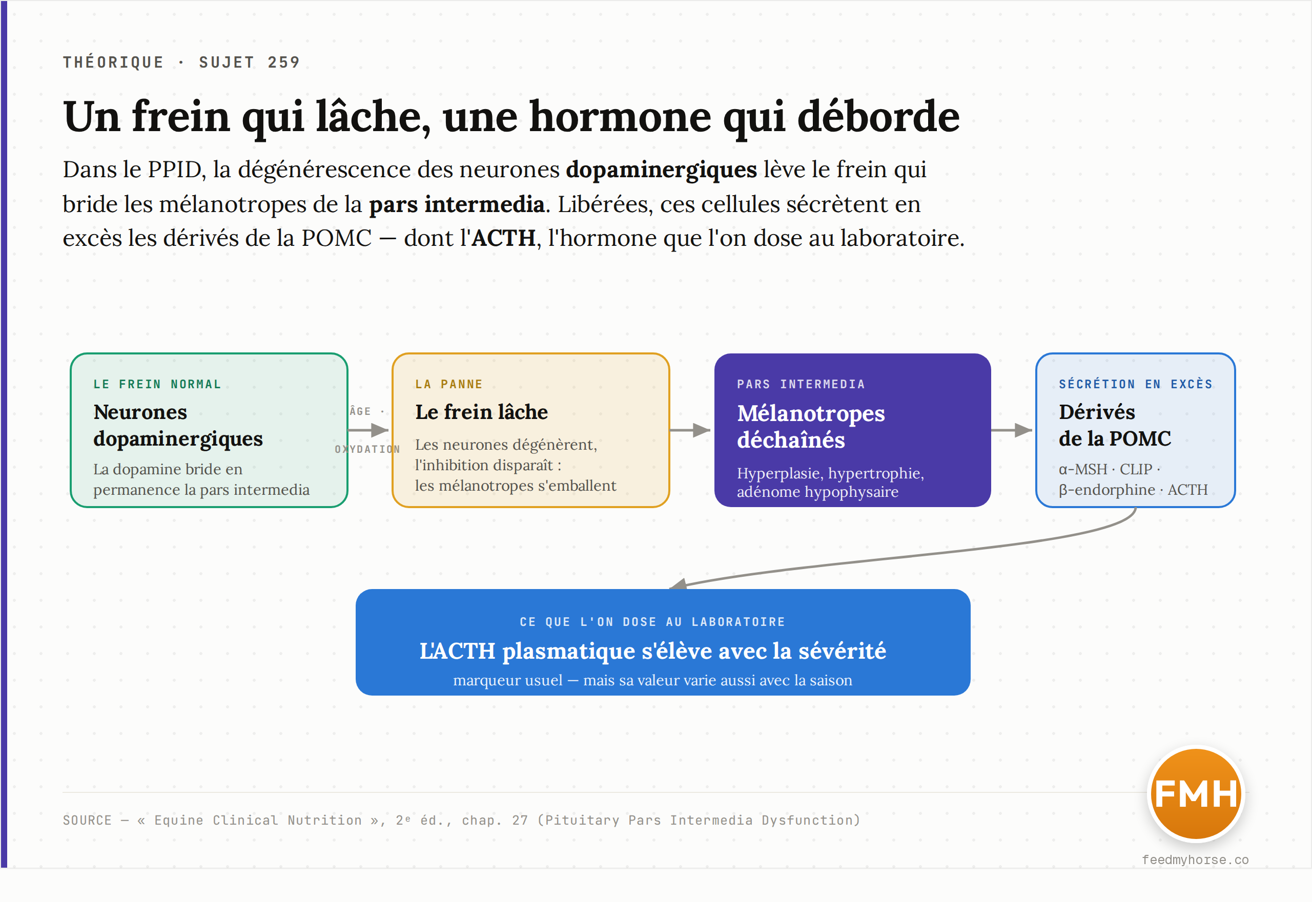 Schéma : la dégénérescence des neurones dopaminergiques lève le frein qui bride les mélanotropes de la pars intermedia. Privées d'inhibition, ces cellules sécrètent en excès les dérivés de la POMC — dont l'ACTH, qui devient le marqueur dosable. Source : Equine Clinical Nutrition, 2ᵉ éd., chap. 27.