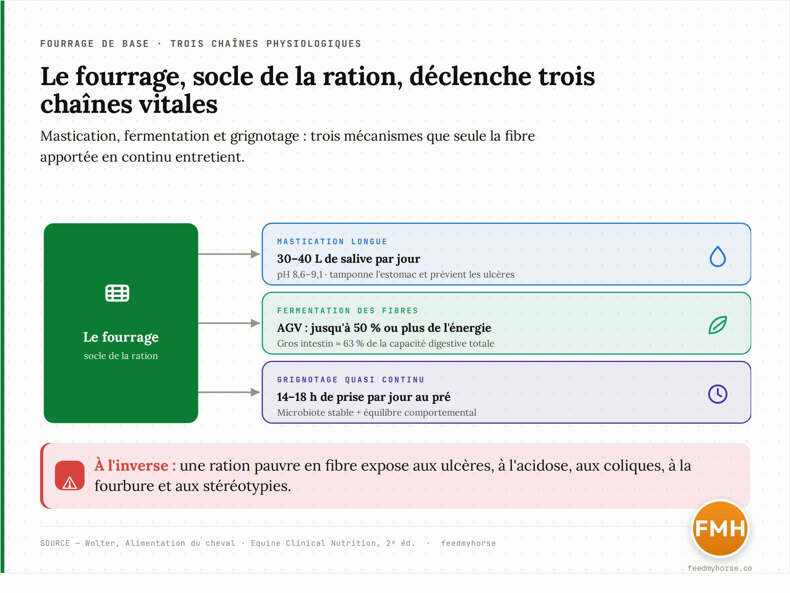 Schema : le fourrage declenche trois chaines physiologiques chez le cheval. La mastication longue produit 30 a 40 litres de salive par jour (pH 8,6-9,1) qui tamponnent l'estomac et previennent les ulceres ; la fibre fermente dans le gros intestin (environ 63 % de la capacite digestive) en acides gras volatils fournissant jusqu'a 50 % ou plus de l'energie ; le grignotage quasi continu (14 a 18 h/jour au pre) stabilise le microbiote et l'equilibre comportemental. A l'inverse, une ration pauvre en fibre expose aux ulceres, a l'acidose, aux coliques, a la fourbure et aux stereotypies. Sources : Wolter ; Equine Clinical Nutrition 2e ed.