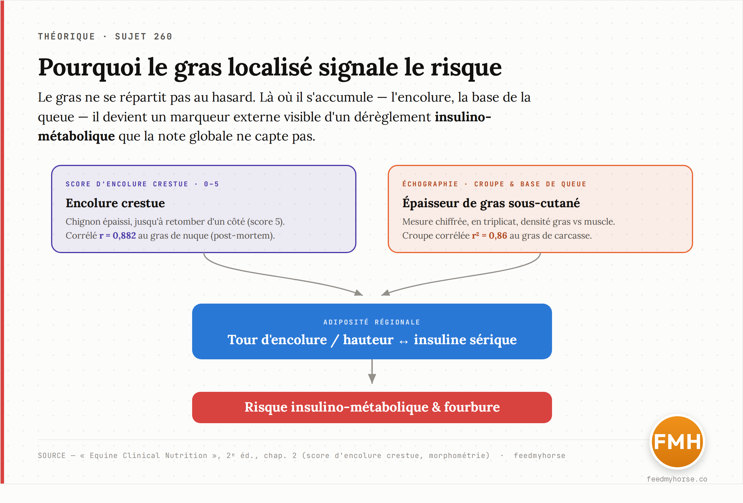 Le gras ne se répartit pas au hasard : les dépôts de l'encolure et de la base de la queue signalent un risque insulino-métabolique que la note globale ne capture pas. Source : Equine Clinical Nutrition, 2ᵉ éd.