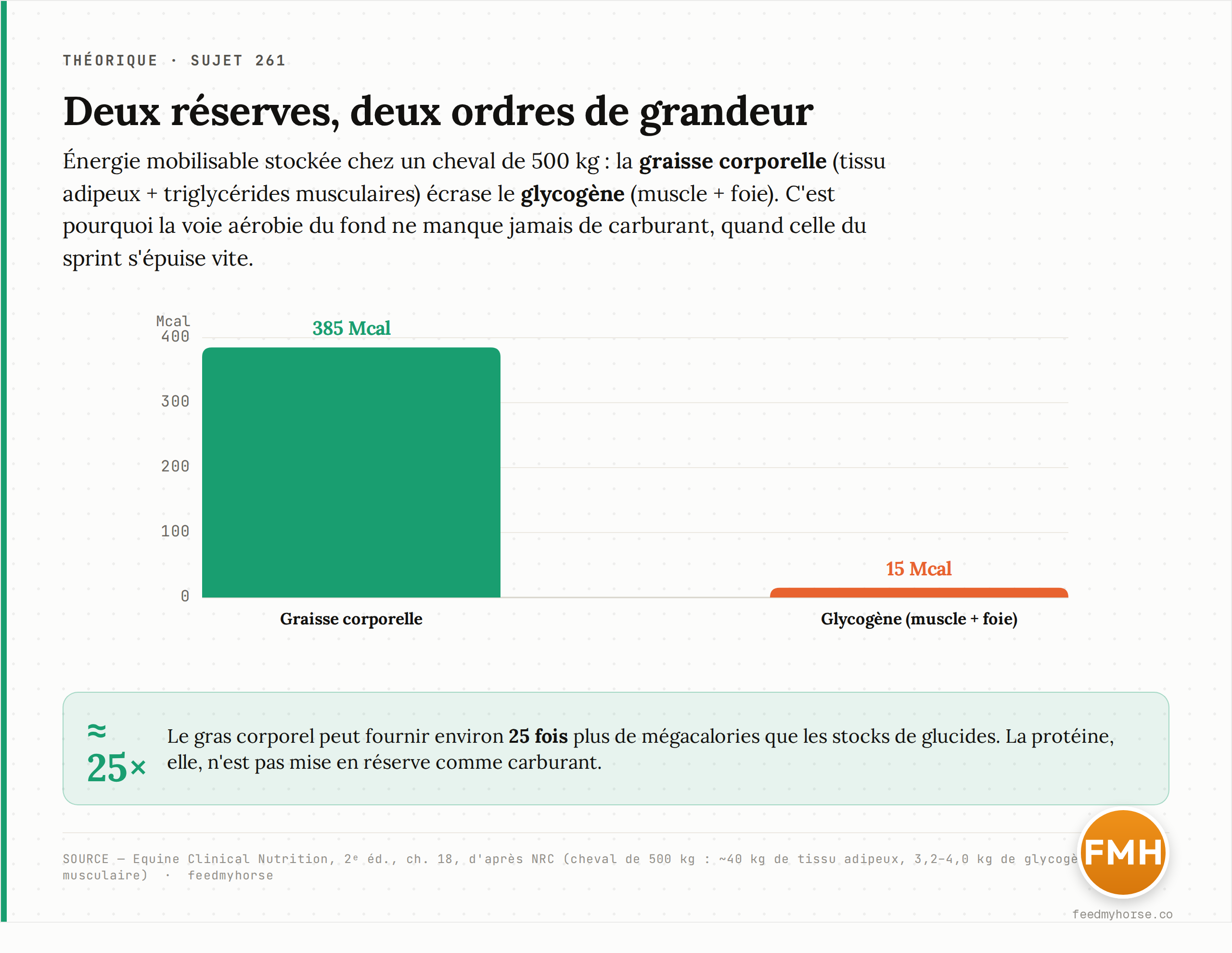 Deux réserves, deux ordres de grandeur : chez un cheval de 500 kg, la graisse corporelle stocke environ 385 Mcal contre seulement 15 Mcal pour le glycogène, soit un rapport d'environ 25 à 1. Source : Equine Clinical Nutrition, 2ᵉ éd., ch. 18 (NRC).