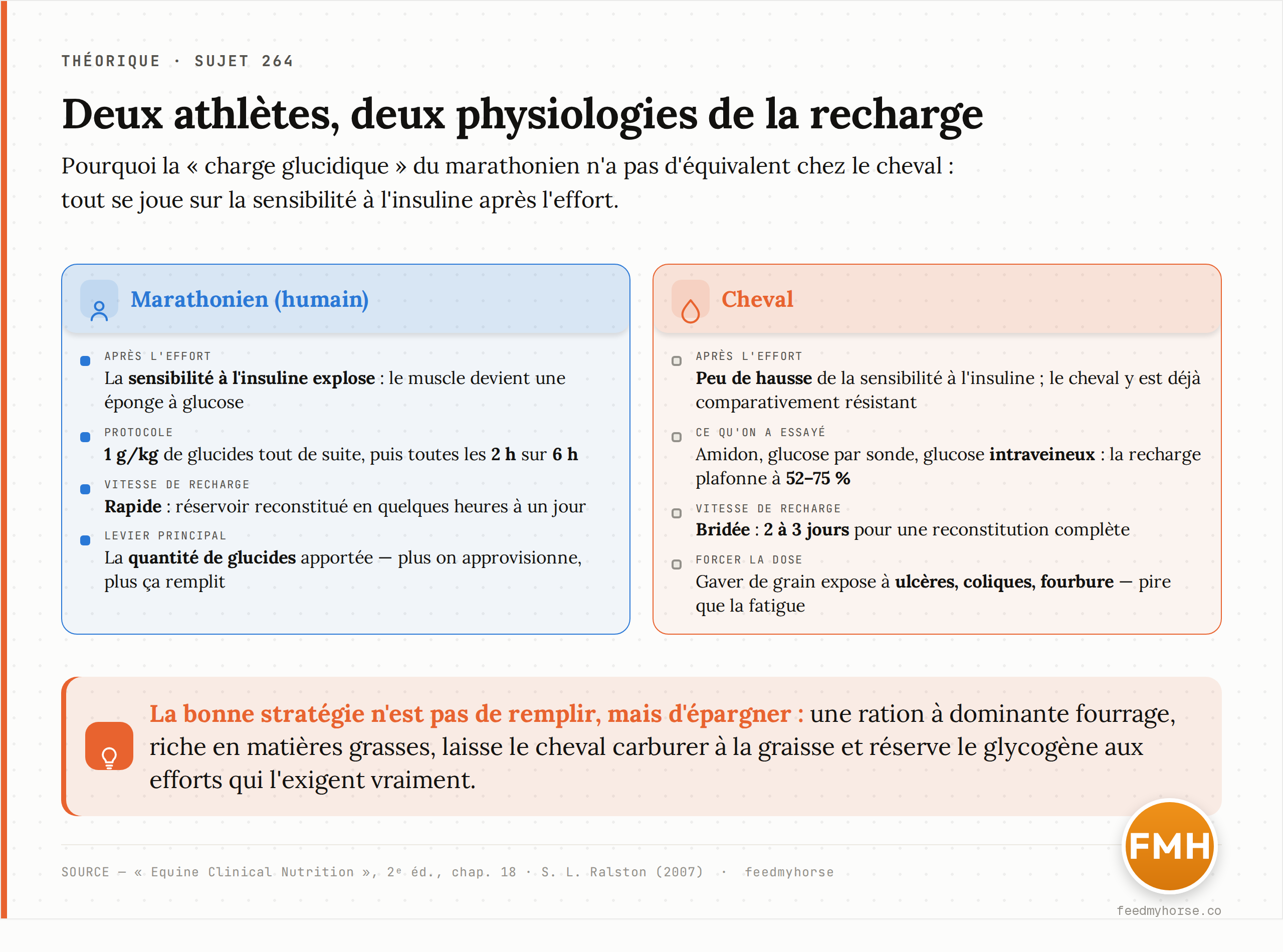 Deux athlètes, deux physiologies : là où le marathonien humain exploite une fenêtre insulinique grande ouverte après l'effort pour recharger vite son glycogène, le cheval reste peu sensible à l'insuline et sa recharge s'étire sur plusieurs jours. Source : Equine Clinical Nutrition, 2ᵉ éd., chap. 18.