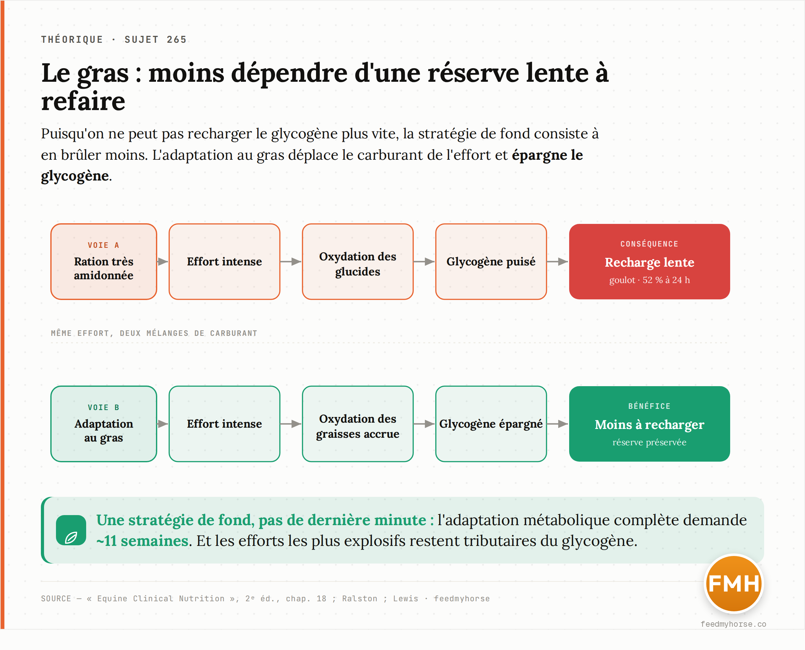 Deux stratégies de carburant face au goulot de la recharge. La ration très amidonnée pousse l'oxydation des glucides et vide le glycogène — qui se recharge lentement. L'adaptation au gras déplace la combustion vers les graisses, épargne le glycogène et laisse moins à recharger entre deux épreuves. Sources : Equine Clinical Nutrition, 2ᵉ éd., chap. 18 ; Ralston, Veterinary Clinics of North America: Equine Practice ; Lewis, Equine Clinical Nutrition Feeding and Care.