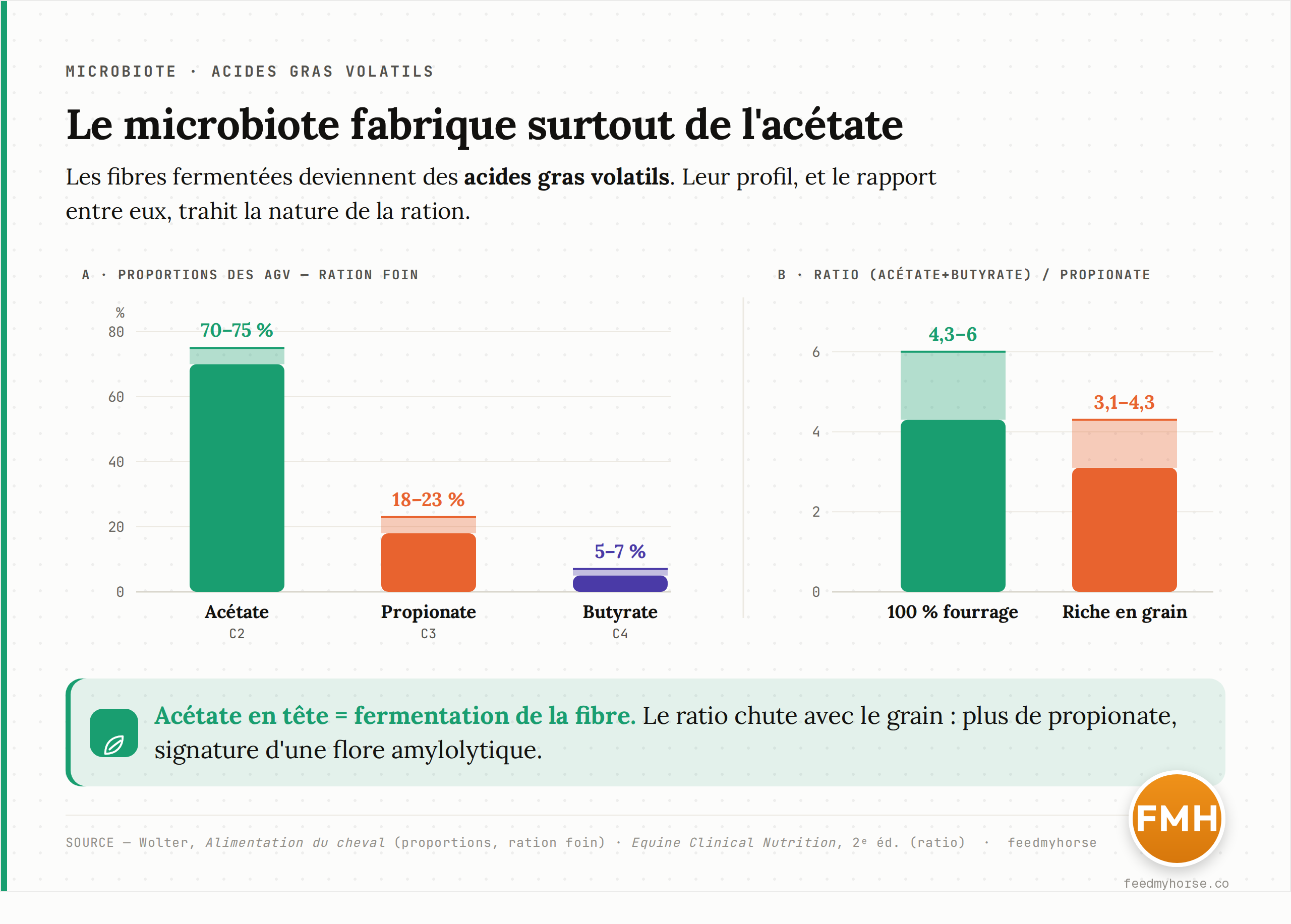Ce que produit le microbiote et comment il varie avec la ration. A : chez un cheval nourri au foin, l'acetate represente 70-75 % des AGV, le propionate 18-23 %, le butyrate 5-7 % (Wolter). B : le ratio (acetate+butyrate)/propionate vaut 4,3-6,0 sur ration 100 % fourrage contre 3,1-4,3 sur ration riche en grain, temoin d'une flore plus ou moins fibrolytique (Equine Clinical Nutrition 2e ed.).