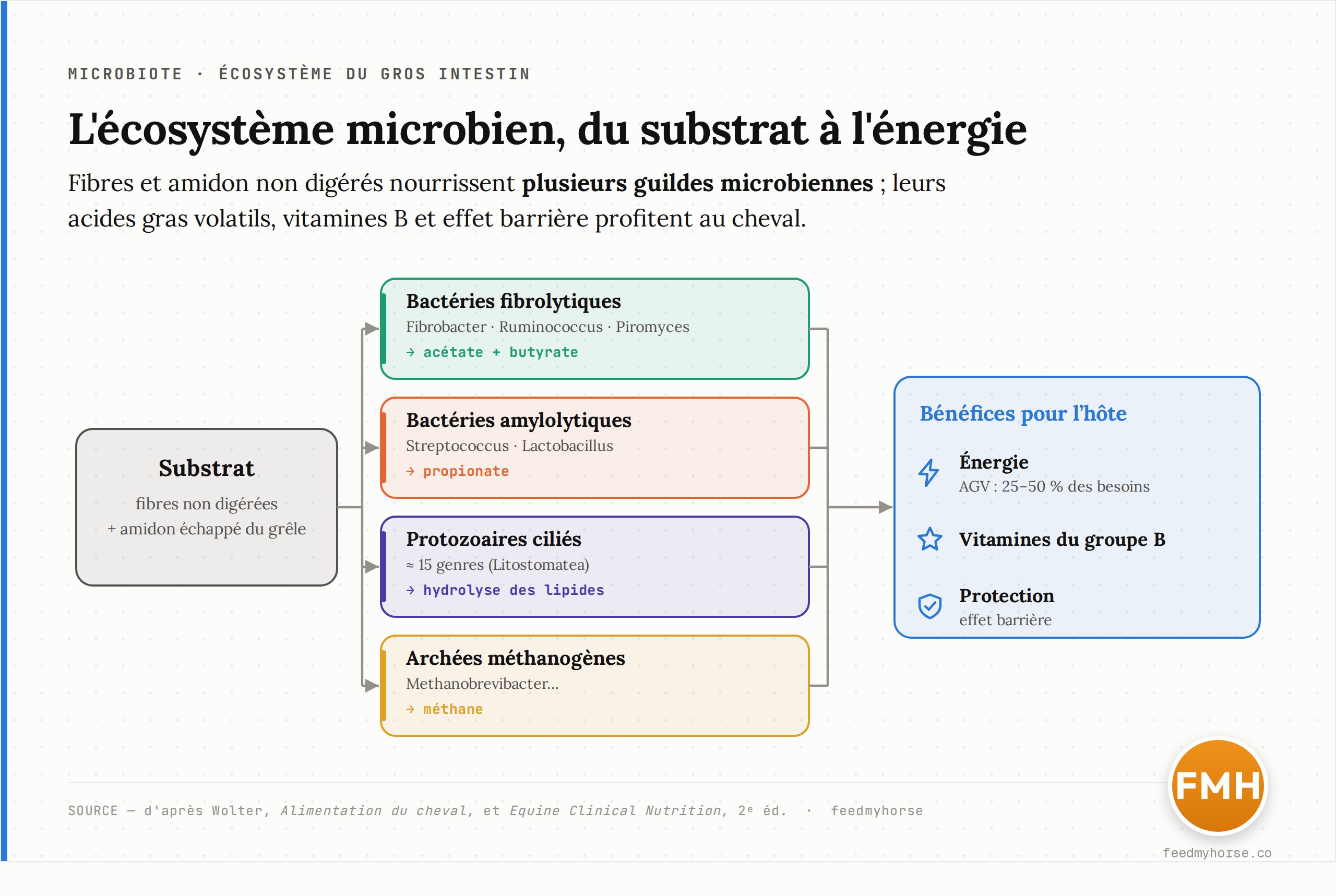 Schema de l'ecosysteme microbien du gros intestin du cheval : le substrat (fibres et amidon non digeres) est reparti entre bacteries fibrolytiques (Fibrobacter, Ruminococcus, champignons Piromyces), bacteries amylolytiques (Streptococcus, Lactobacillus), protozoaires cilies et archees methanogenes. Les premieres produisent surtout acetate et butyrate, les secondes surtout propionate ; l'hote en retire energie, vitamines B et protection. Source : d'apres Wolter et Equine Clinical Nutrition 2e ed.
