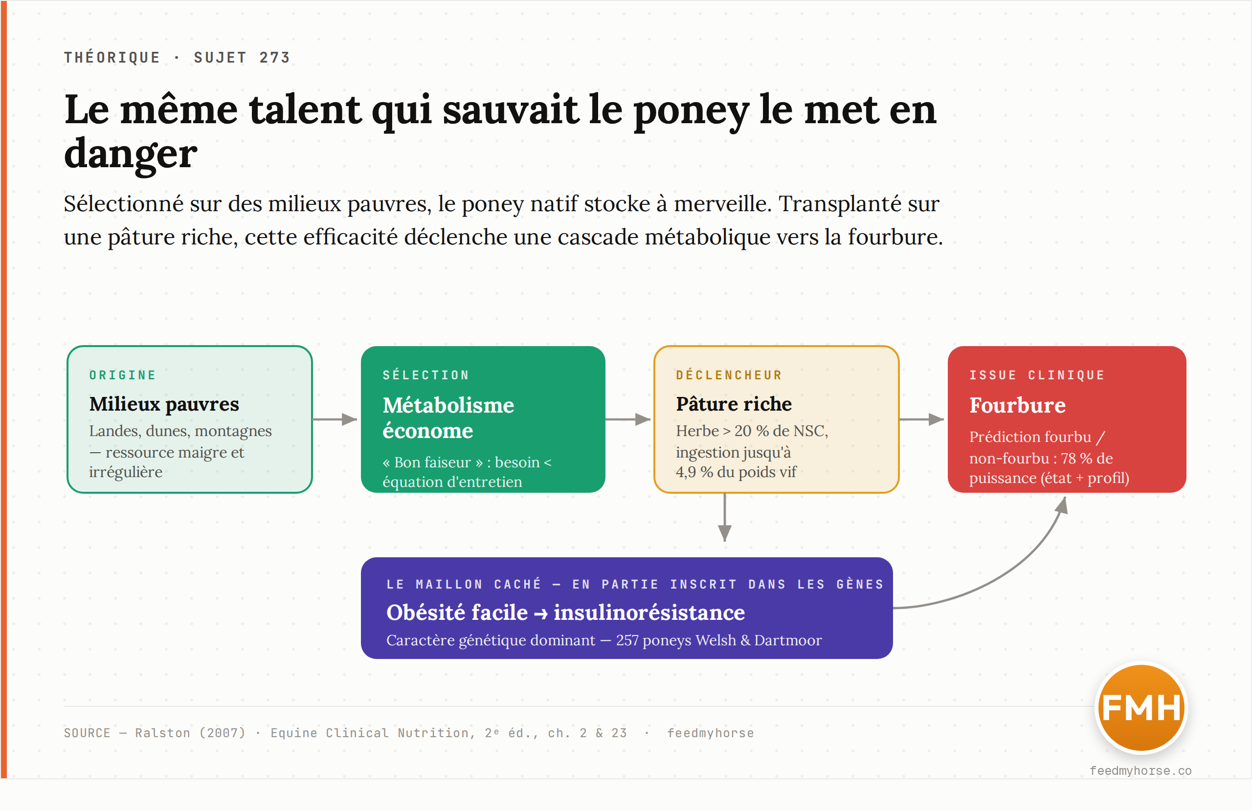 Schéma : la même efficacité métabolique qui sauvait le poney natif de la disette devient, sur pâture riche, une cascade obésité → insulinorésistance → fourbure. Source : Ralston (2007) ; Equine Clinical Nutrition, 2ᵉ éd., ch. 2 et 23.