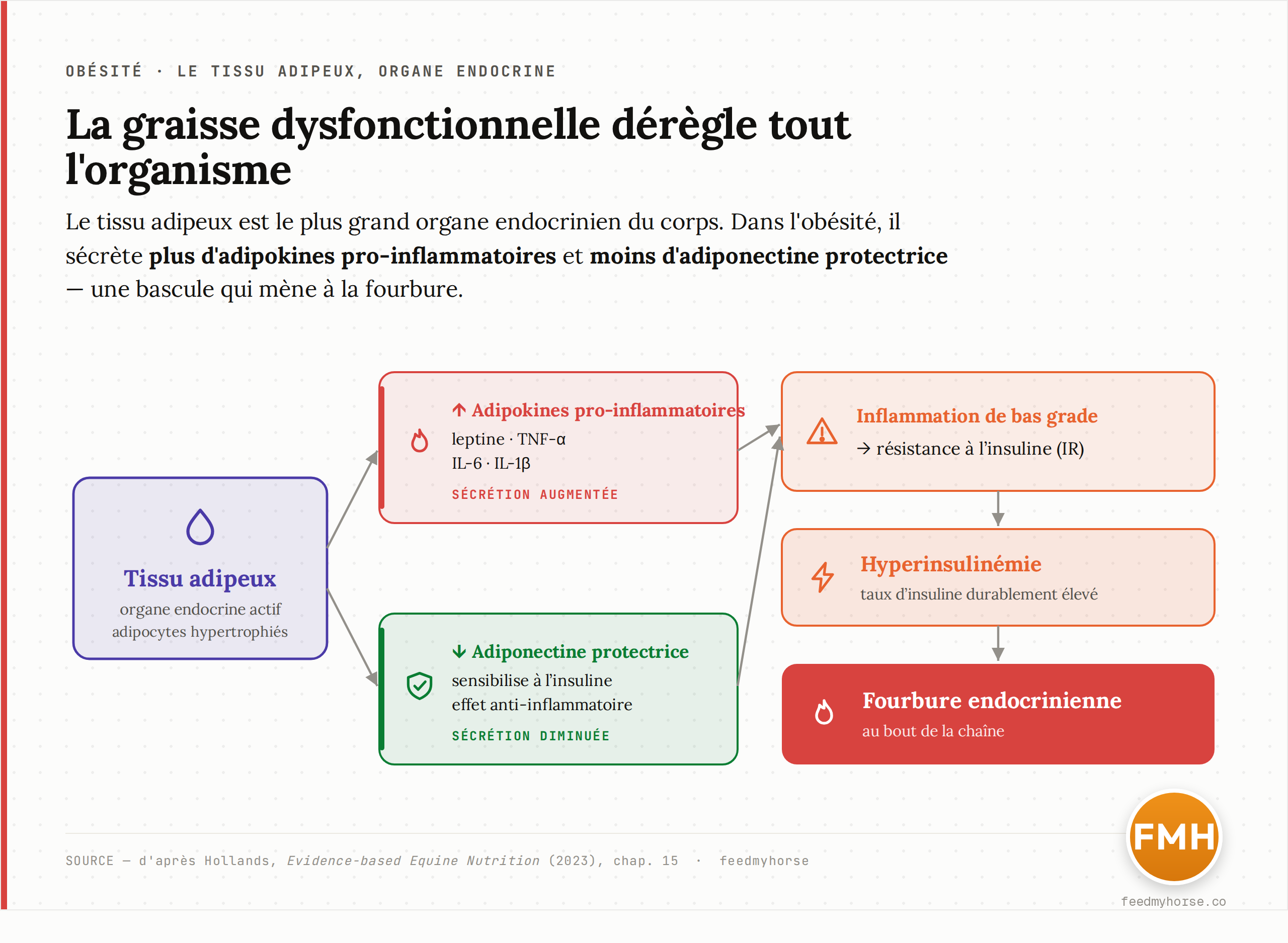 Le tissu adipeux comme organe endocrine : la graisse dysfonctionnelle secrete davantage d'adipokines pro-inflammatoires (leptine, TNF-alpha, IL-6, IL-1beta) et moins d'adiponectine protectrice ; il en resulte une inflammation de bas grade et une resistance a l'insuline, donc une hyperinsulinemie, qui peut declencher la fourbure endocrinienne. Schema d'apres Hollands, Evidence-based Equine Nutrition (2023), chap. 15.