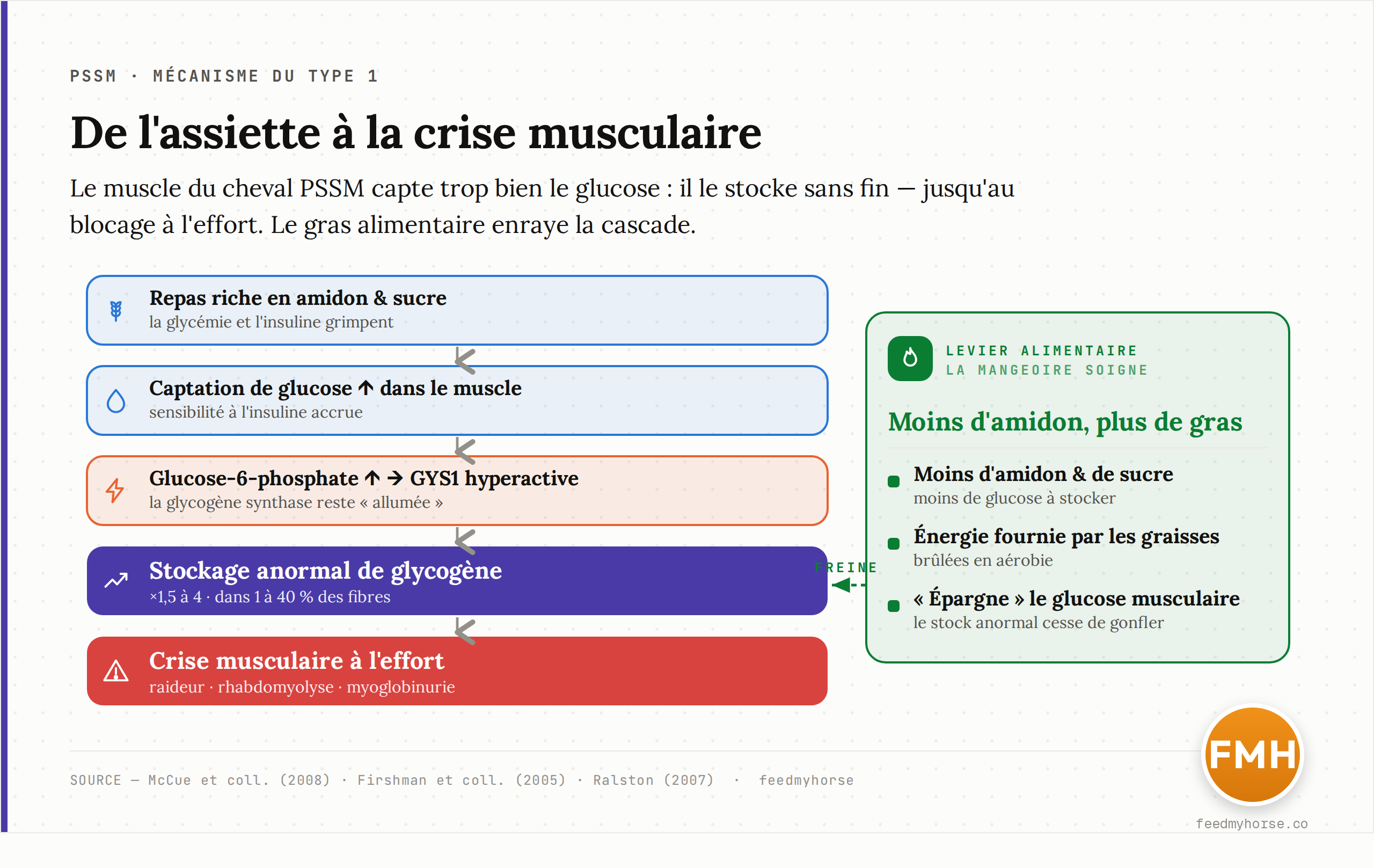 Schéma du mécanisme de la PSSM de type 1 : un repas riche en amidon et sucre, chez un cheval à sensibilité à l'insuline accrue et captation de glucose augmentée, élève le glucose-6-phosphate musculaire ; la glycogène synthase (GYS1) reste anormalement active et stocke 1,5 à 4 fois trop de glycogène dans 1 à 40 % des fibres, ce qui débouche sur la crise musculaire à l'effort. À droite, le levier alimentaire : moins d'amidon et de l'énergie apportée par les graisses, oxydées en aérobie, qui « épargnent » le glucose musculaire. Sources : McCue et coll. (2008), Firshman et coll. (2005), Ralston (2007).