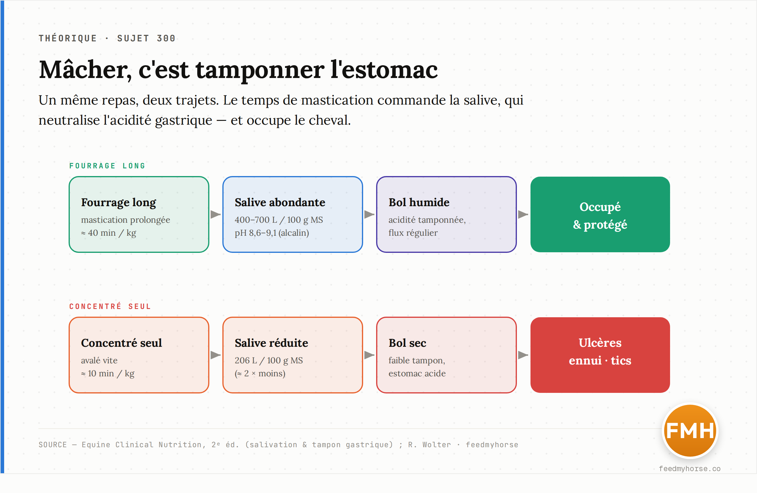 Deux trajets pour le même repas. En haut, le fourrage long : mastication prolongée, salive abondante (30 à 40 L/j, pH 8,6–9,1), bol humide qui tamponne l'estomac, cheval occupé et apaisé. En bas, le concentré avalé vite : peu de salive, bol sec, faible tampon, acidité et vide comportemental. Source : Equine Clinical Nutrition, 2ᵉ éd. ; R. Wolter.