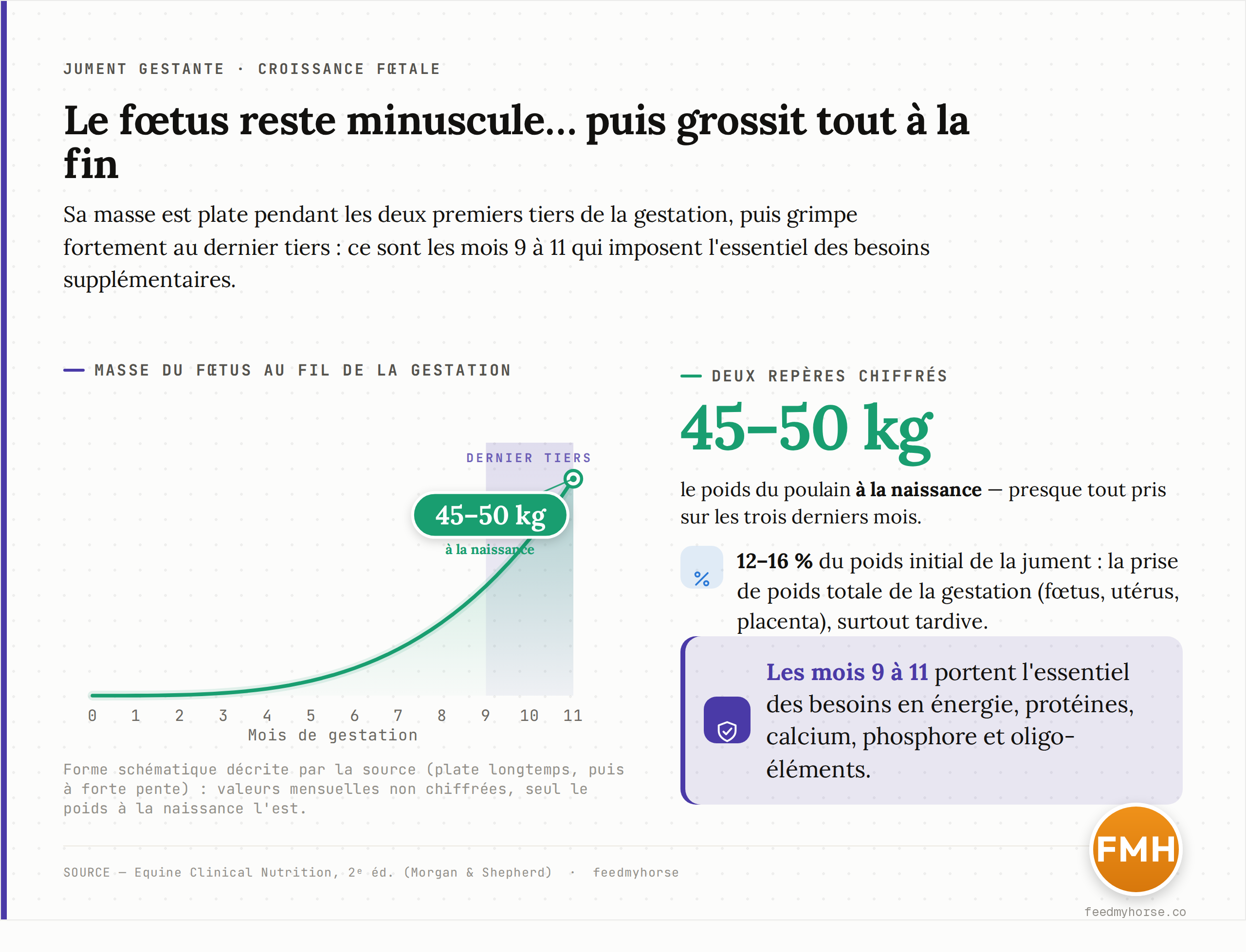 Schema : le foetus reste petit pendant les deux premiers tiers de la gestation, puis grandit vite au dernier tiers (mois 9-11). Ce sont ces trois derniers mois qui imposent l'essentiel des besoins supplementaires en energie, proteines, calcium, phosphore et oligo-elements. Source : Equine Clinical Nutrition 2e ed. (Morgan & Shepherd).