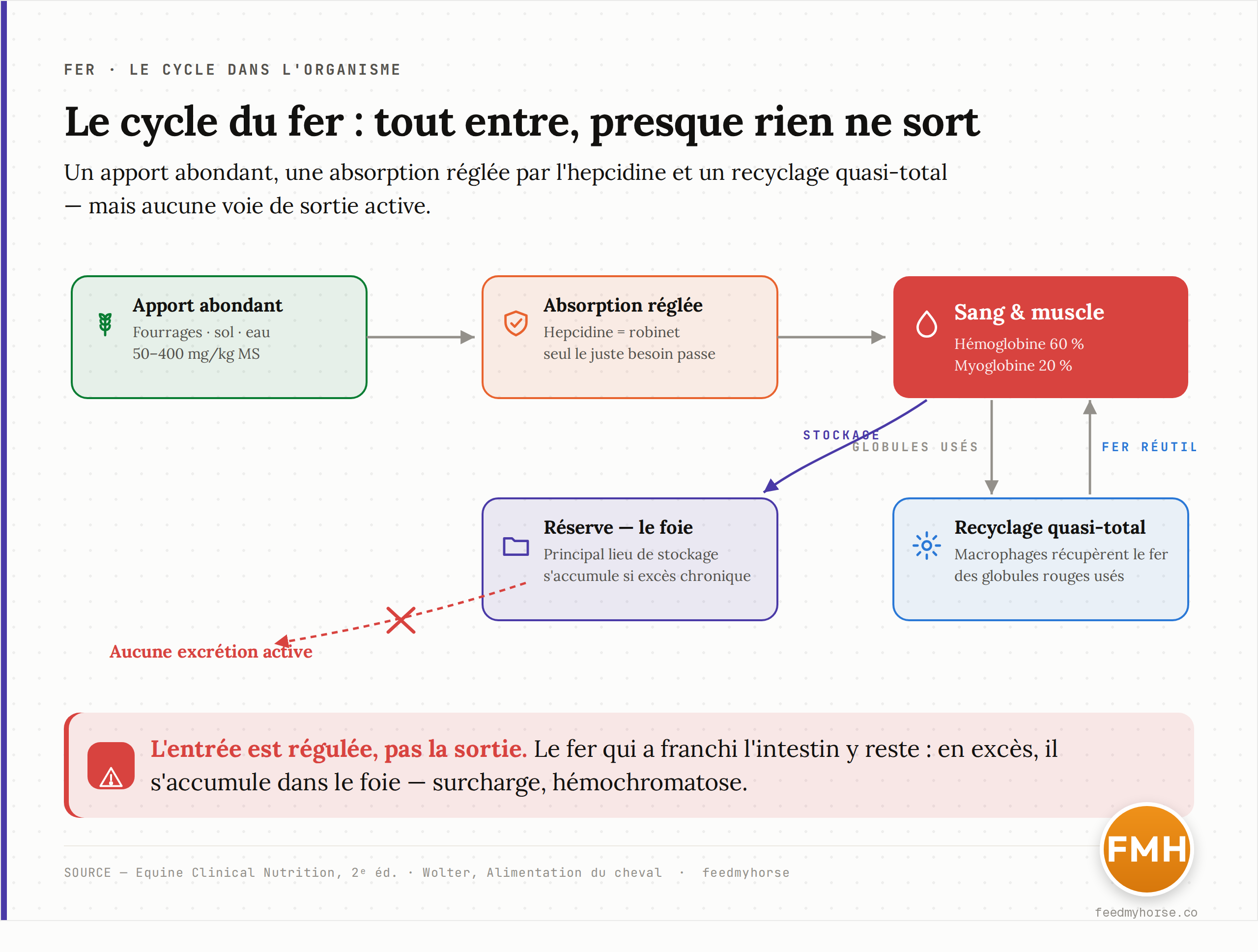 Le cycle du fer chez le cheval : un apport abondant par les fourrages, le sol et l'eau ; une absorption freinée par l'hepcidine qui ne laisse passer que le juste besoin ; le sang où le fer sert au transport de l'oxygène ; le recyclage quasi total du fer des globules rouges usés par les macrophages ; le stockage hépatique ; et surtout aucune voie d'excrétion active, d'où l'accumulation dans le foie en cas d'excès chronique. Schéma d'après Equine Clinical Nutrition, 2e éd., et Wolter.