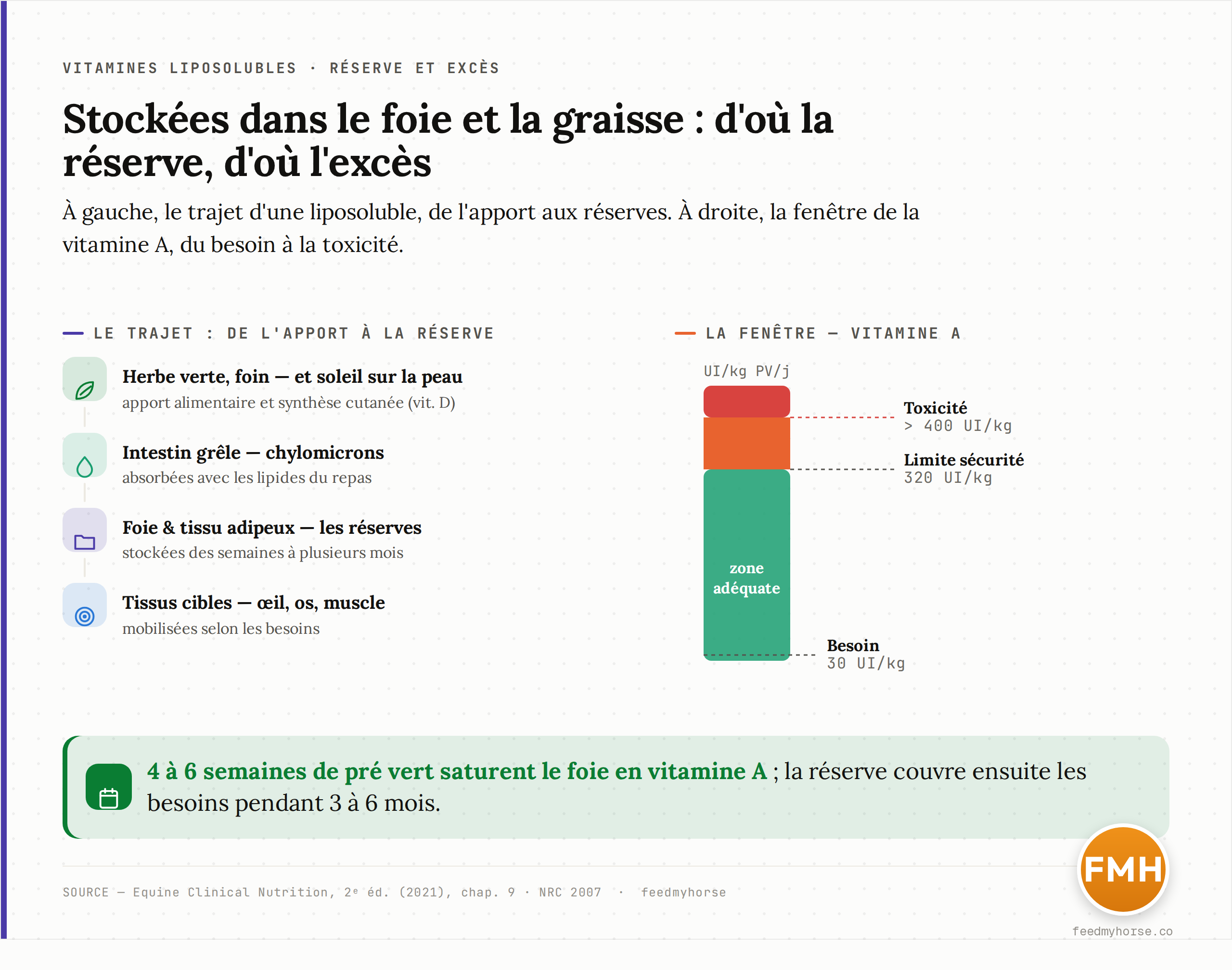 Schéma en deux volets. À gauche, le trajet d'une vitamine liposoluble : herbe verte, foin ou soleil sur la peau, puis absorption dans l'intestin via les chylomicrons, puis constitution de réserves dans le foie et la graisse, d'où la vitamine est mobilisée vers les tissus cibles (oeil, os, muscle) selon les besoins. À droite, la fenêtre entre carence et excès pour la vitamine A : besoin d'entretien 30 UI/kg de poids vif/jour, limite de sécurité 320, toxicité au-delà de 400 UI/kg/jour. Source : Equine Clinical Nutrition, 2e éd. (2021), chap. 9 ; NRC 2007.