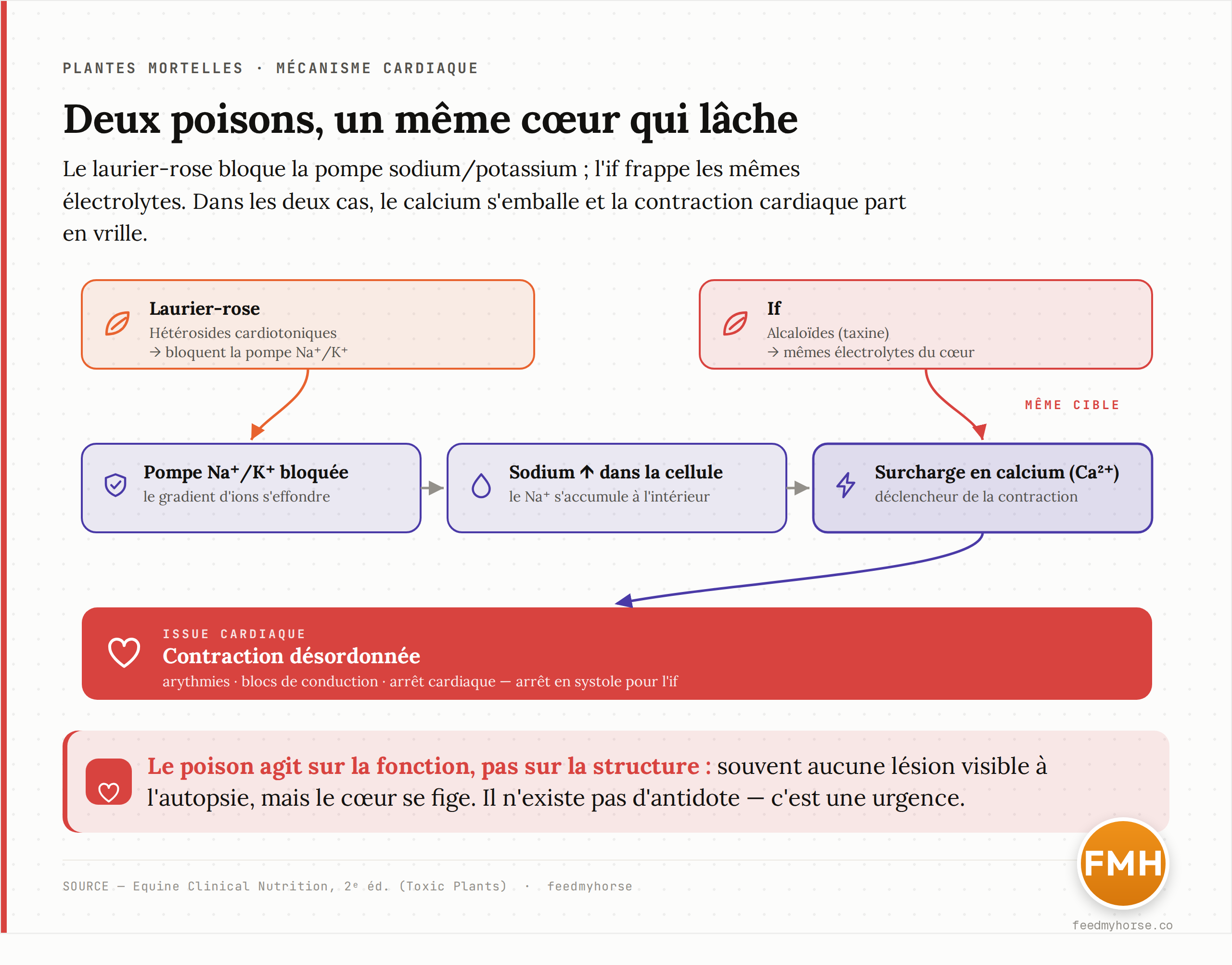Schéma du mécanisme des hétérosides cardiotoniques du laurier-rose : la toxine bloque la pompe sodium/potassium du muscle cardiaque, le sodium s'accumule dans la cellule, ce qui provoque une surcharge en calcium dans la fibre, aboutissant à une contraction désordonnée — troubles du rythme, blocs, arrêt cardiaque. L'if, via la taxine, frappe la même cible (calcium et électrolytes du cœur) et provoque un arrêt en systole. Source : Equine Clinical Nutrition 2e éd.