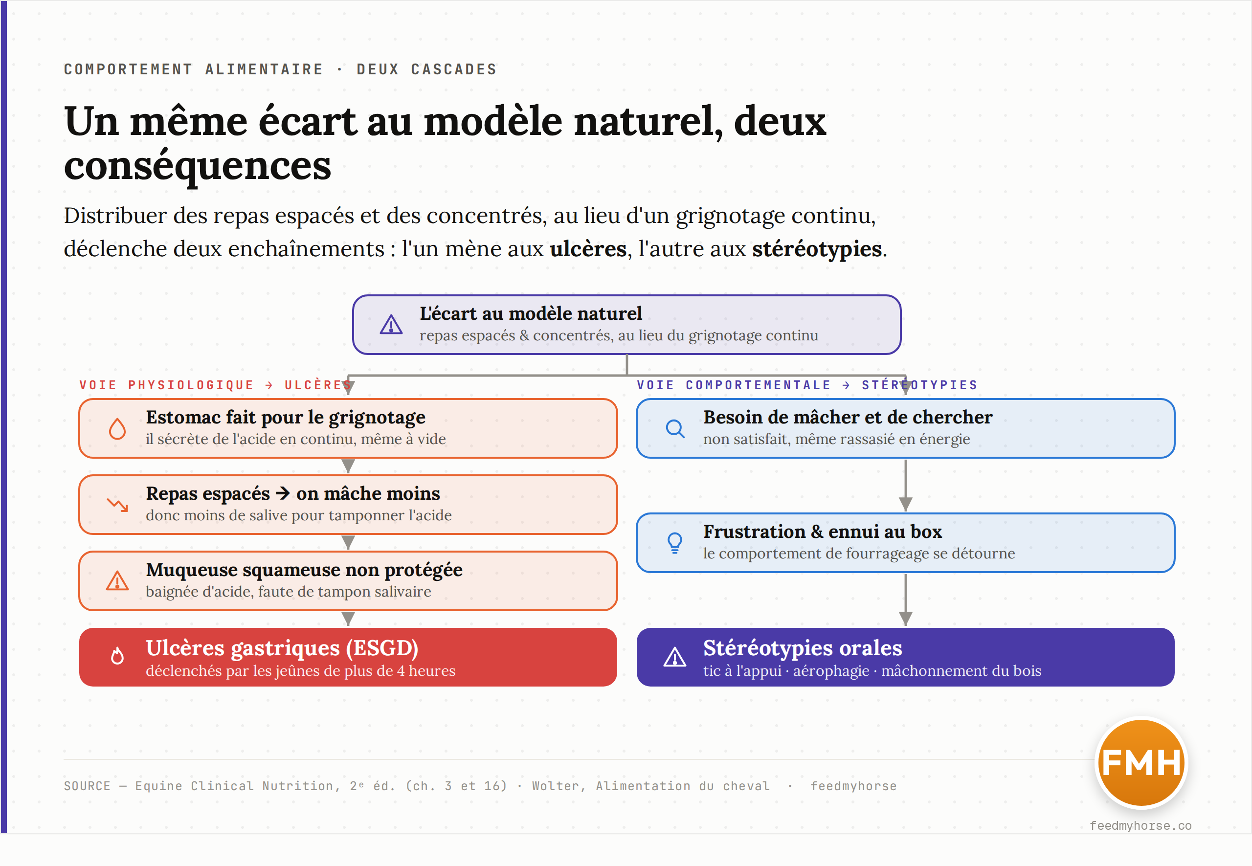 Schéma : l'écart au modèle naturel se traduit par deux cascades. À gauche, l'estomac fait pour le grignotage sécrète de l'acide en continu ; avec des repas espacés, moins de salive tampon protège la muqueuse squameuse, d'où l'acidité prolongée et les ulcères. À droite, le besoin non satisfait de mâcher et de chercher engendre frustration et ennui, débouchant sur les stéréotypies orales. Sources : Equine Clinical Nutrition, 2ᵉ éd. (ch. 3 et 16) ; Wolter, Alimentation du cheval.