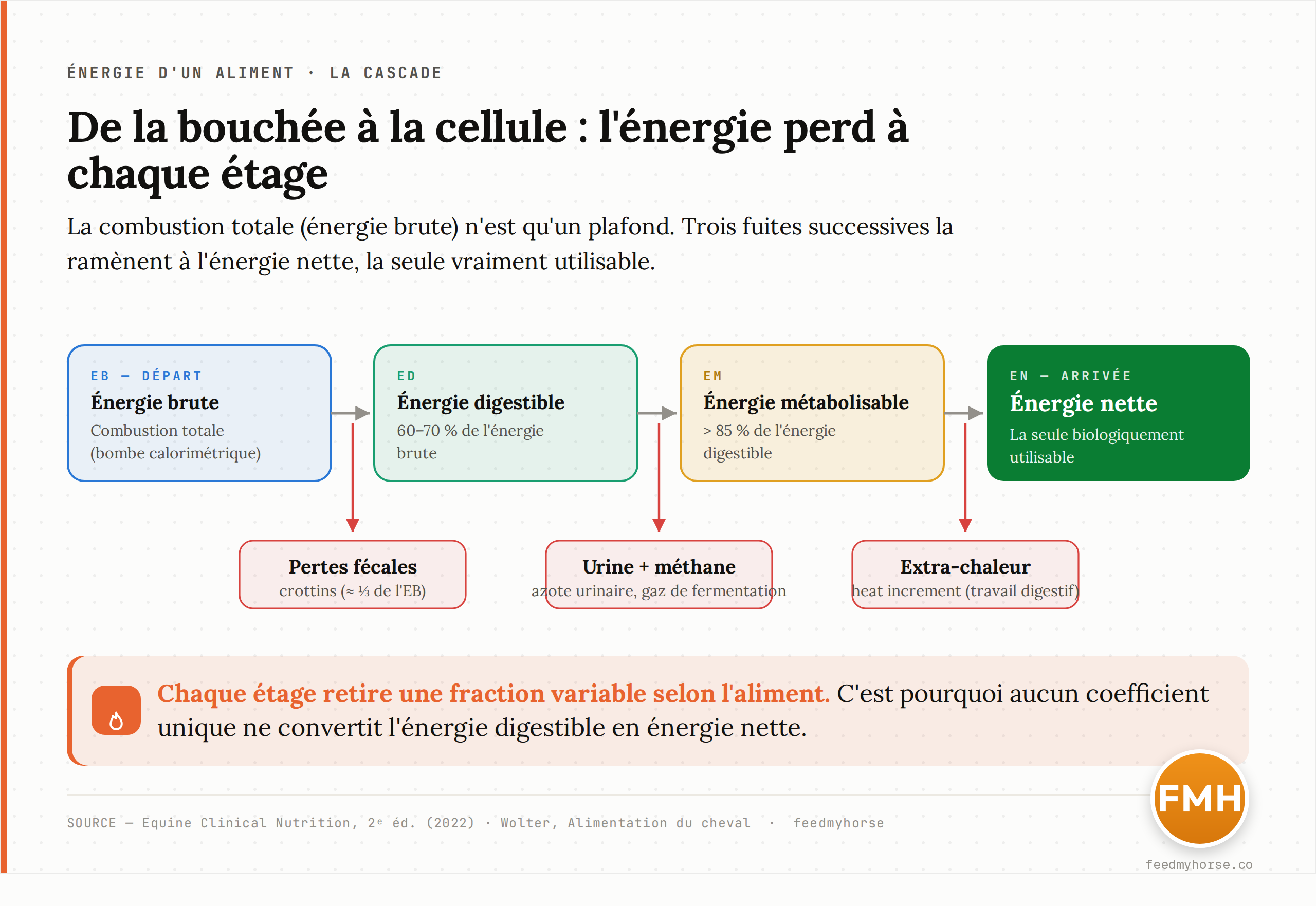 Schéma de la cascade énergétique : l'énergie brute (combustion totale) perd d'abord les pertes fécales pour donner l'énergie digestible (60-70 % de l'EB), puis les pertes urinaires et gazeuses pour donner l'énergie métabolisable (plus de 85 % de l'ED), puis l'extra-chaleur (heat increment) pour donner l'énergie nette réellement utilisable. Source : Equine Clinical Nutrition, 2e éd. (2022) ; Wolter.